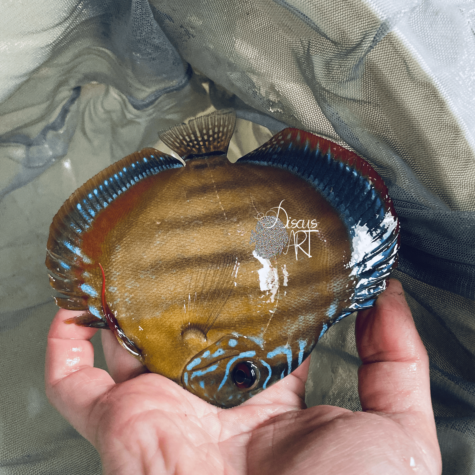 alenkerr Alenker blue face - DiscusArt