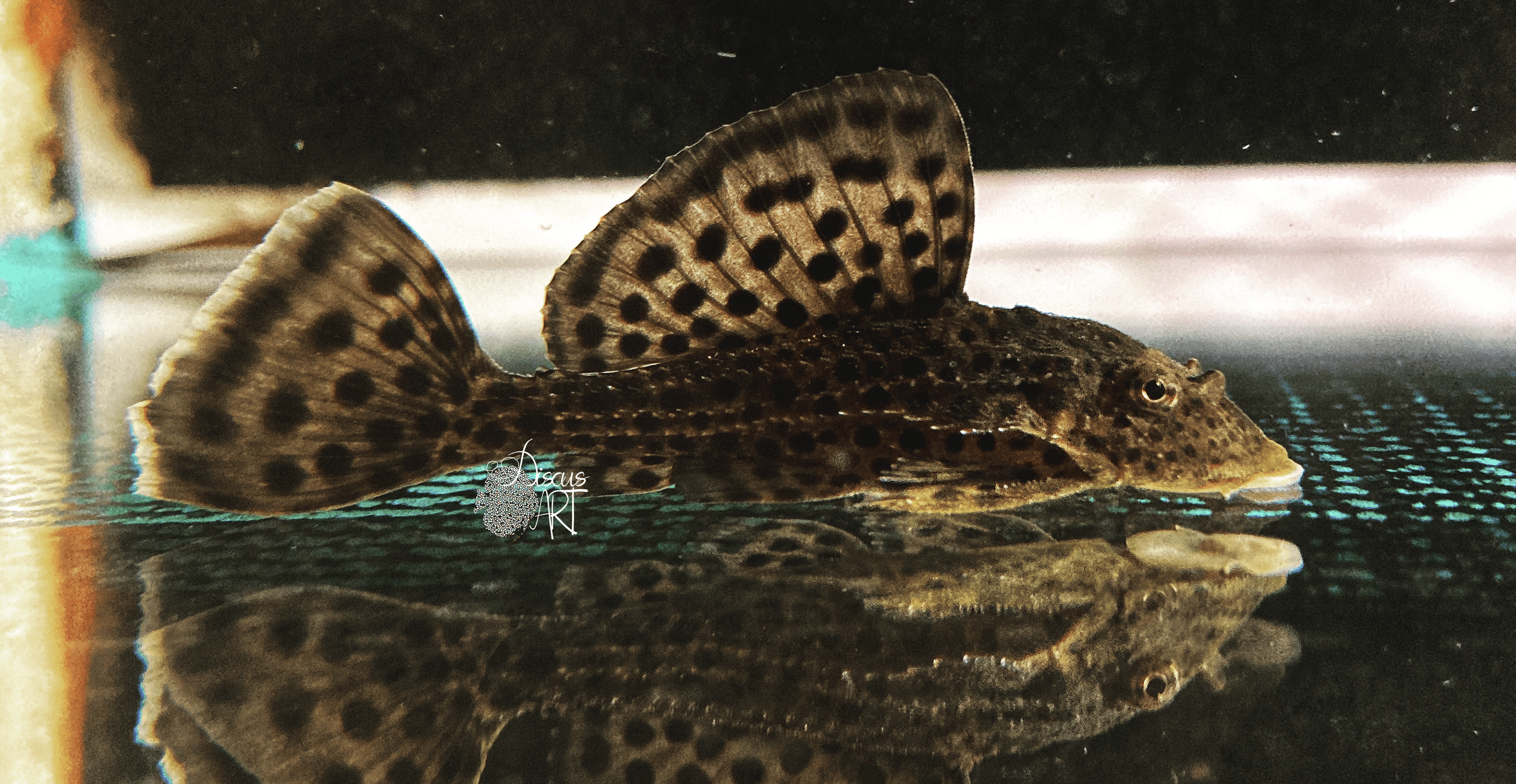 weberi Pterygoplichthys Weberi - DiscusArt