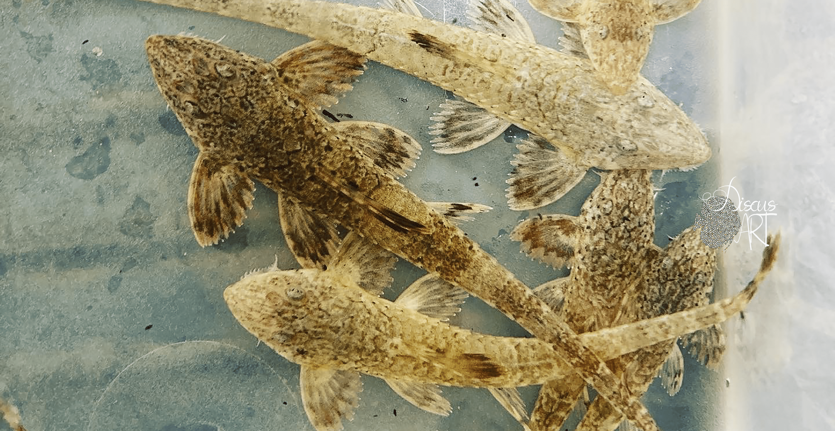 LATIROSTRIS Rineloricaria latirostris