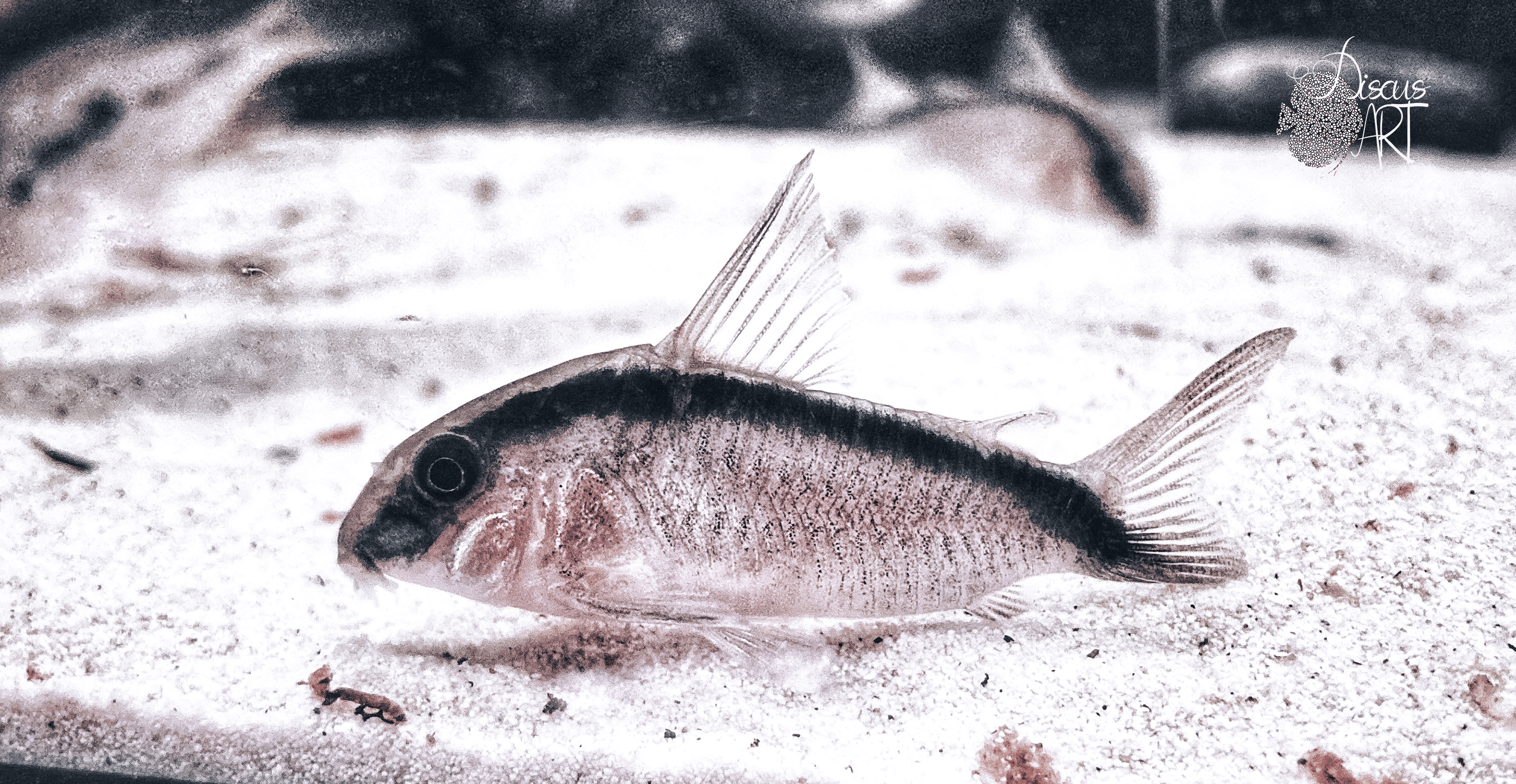 Corydora Arcuatus WF - DiscusArt
