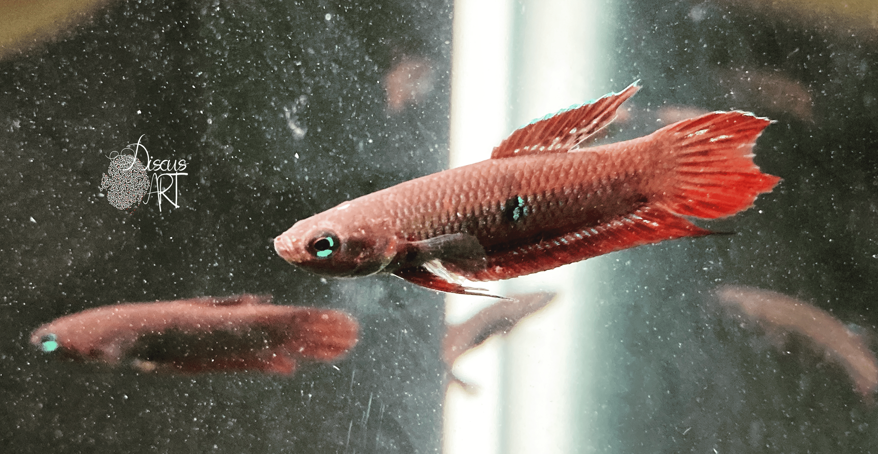 coccina Betta Coccina WF - DiscusArt