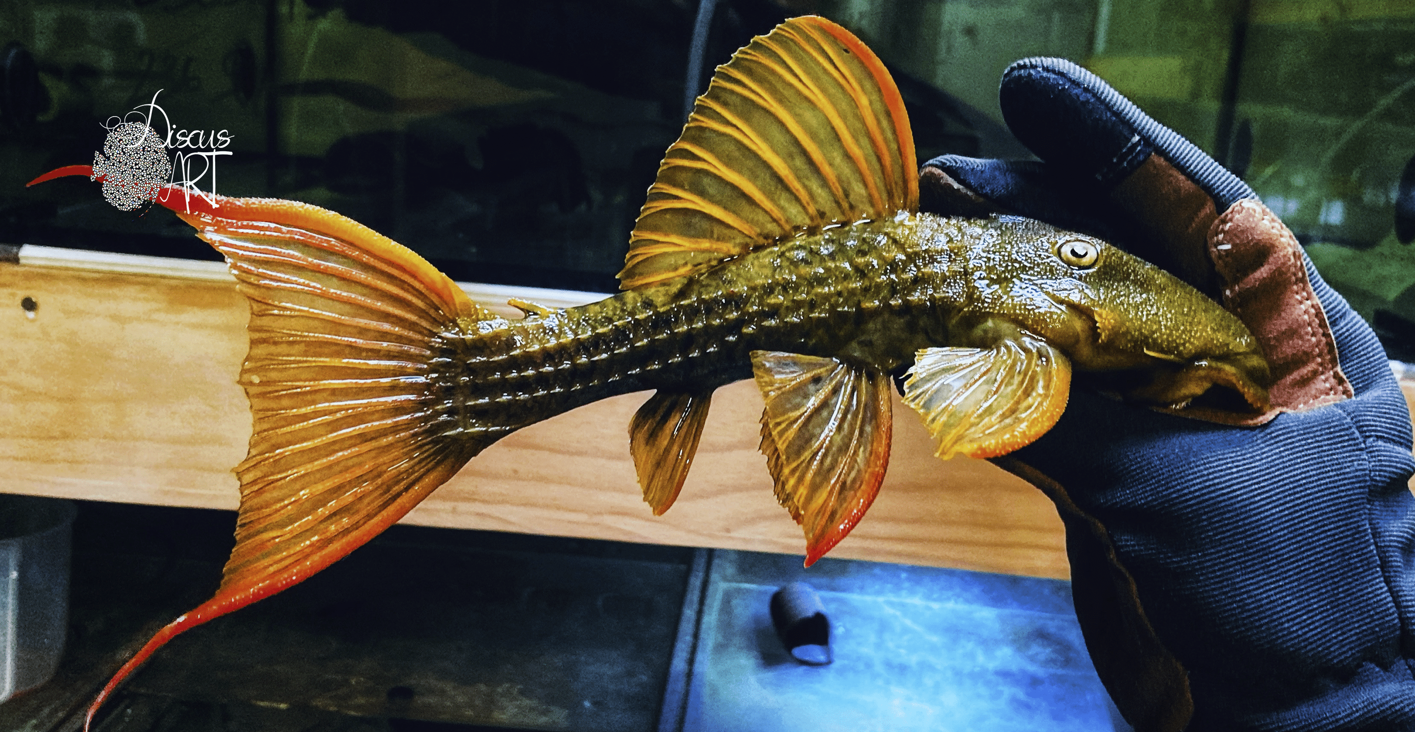 l024ss L024 Pseudacanthicus Pitanga - DiscusArt