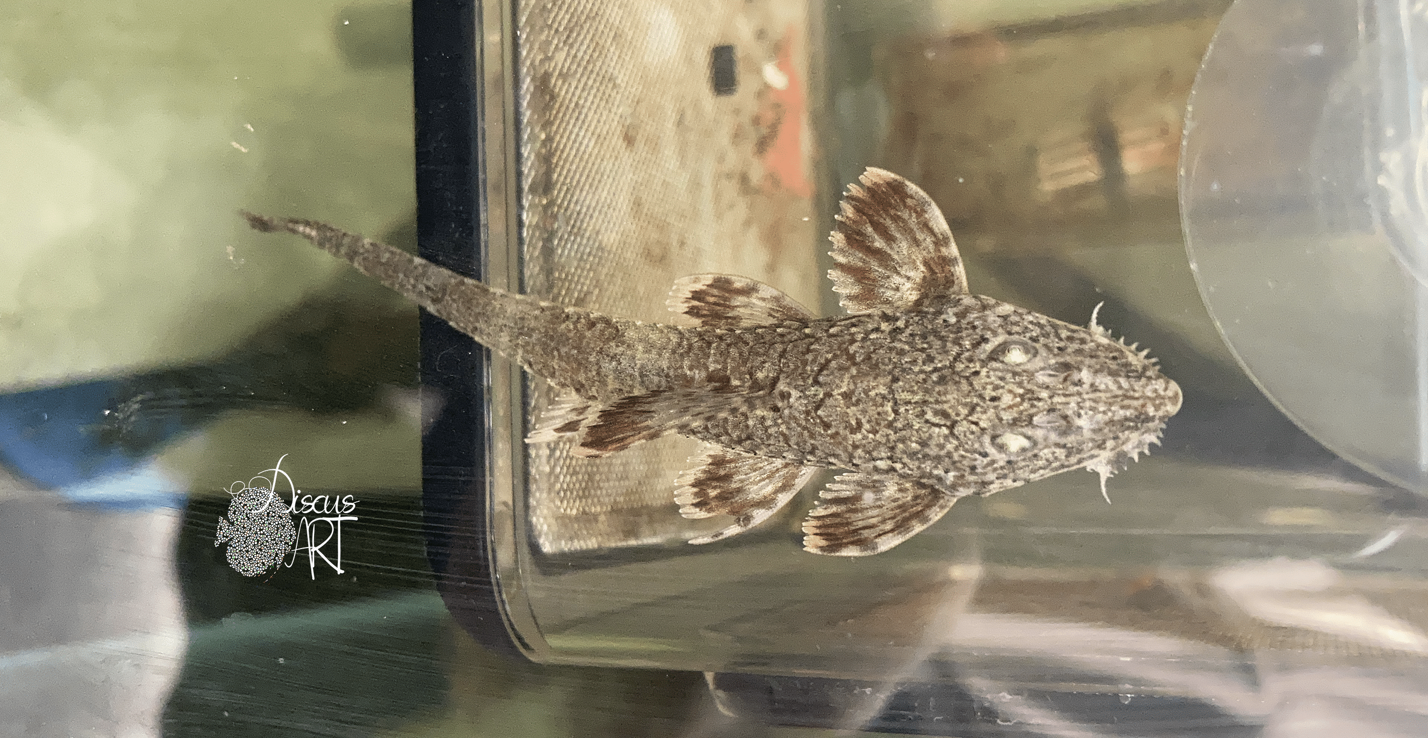 lati Rineloricaria latirostris