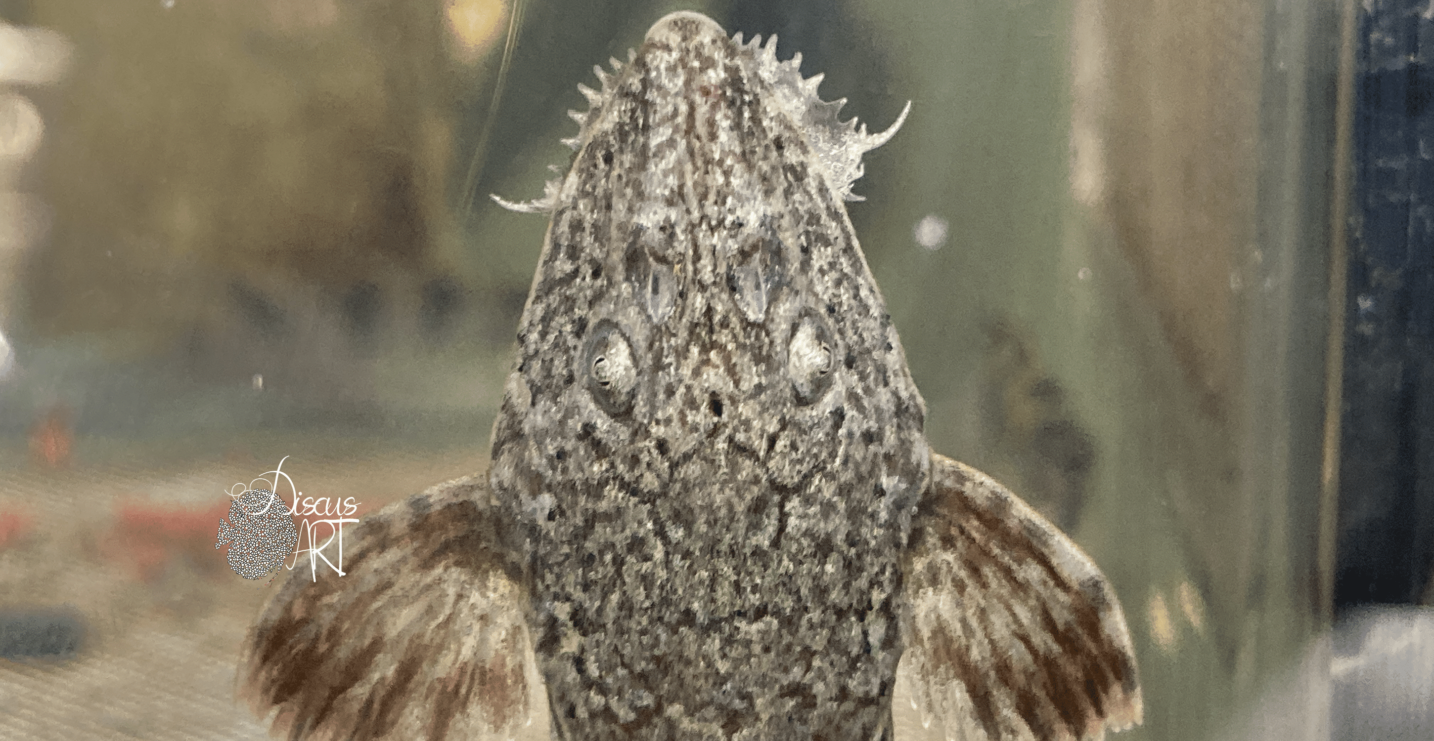 lati2 Rineloricaria latirostris