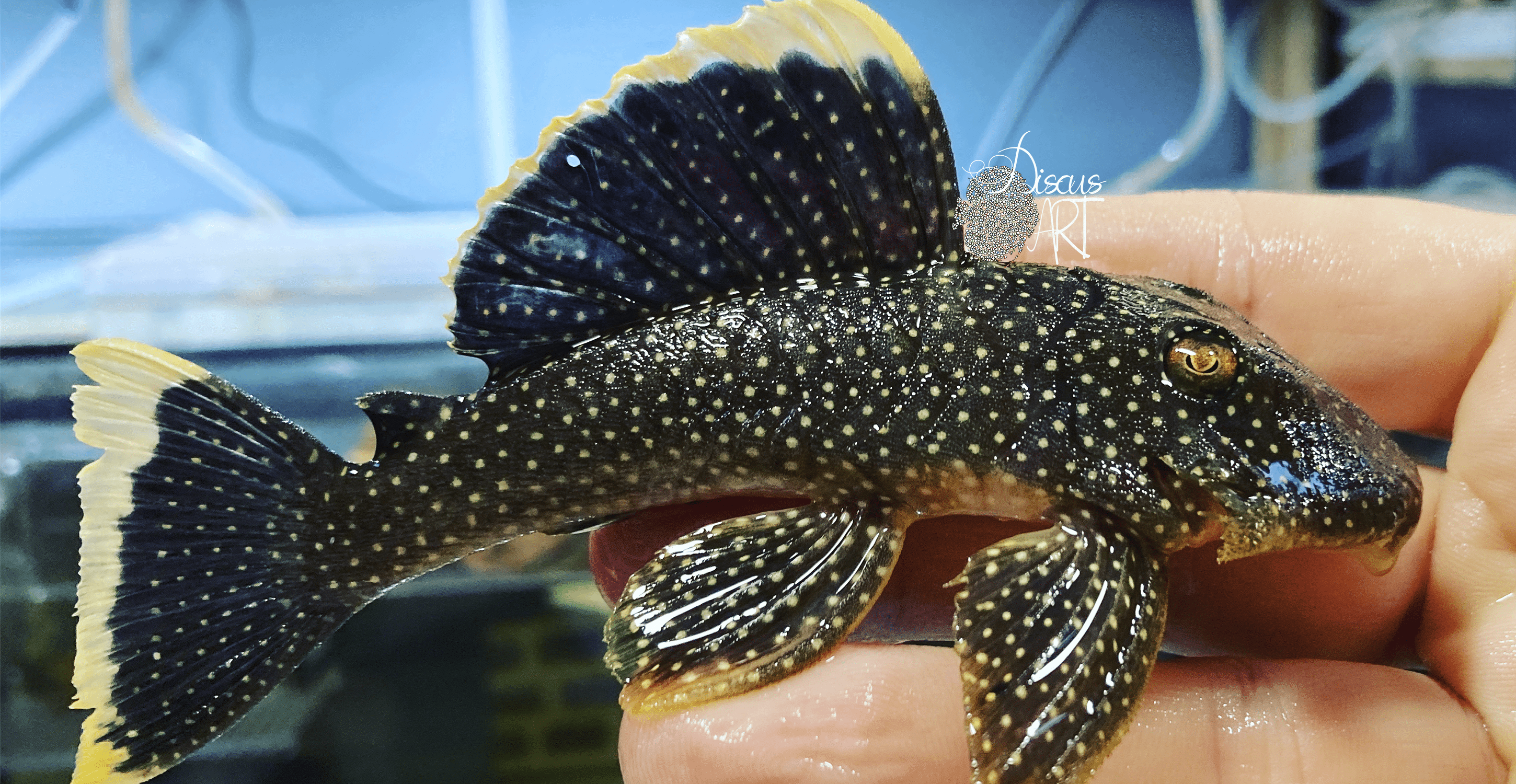 L081 L081 Baryancistrus Xanthellus "Golden Nugget" - DiscusArt