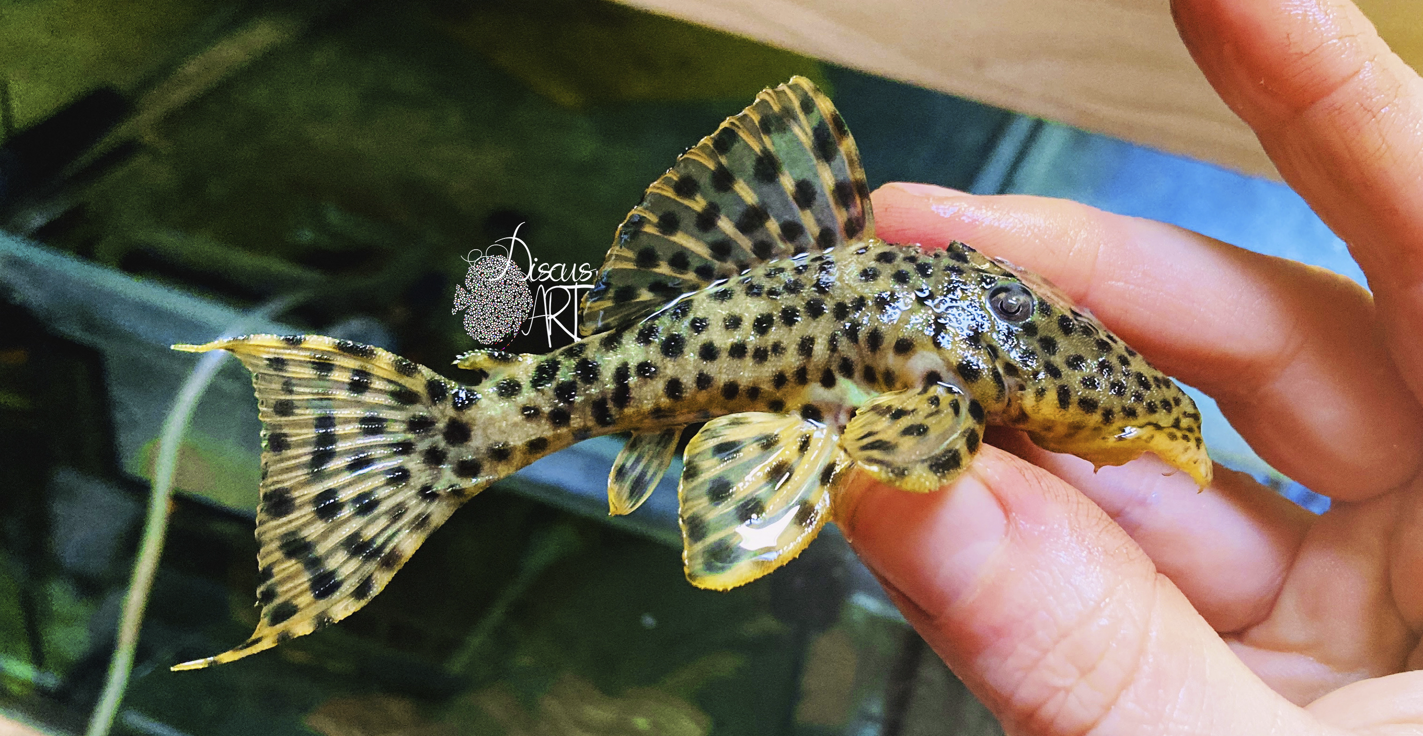 L172 Leporacanthicus Heterodon"Golden Vampire" - DiscusArt