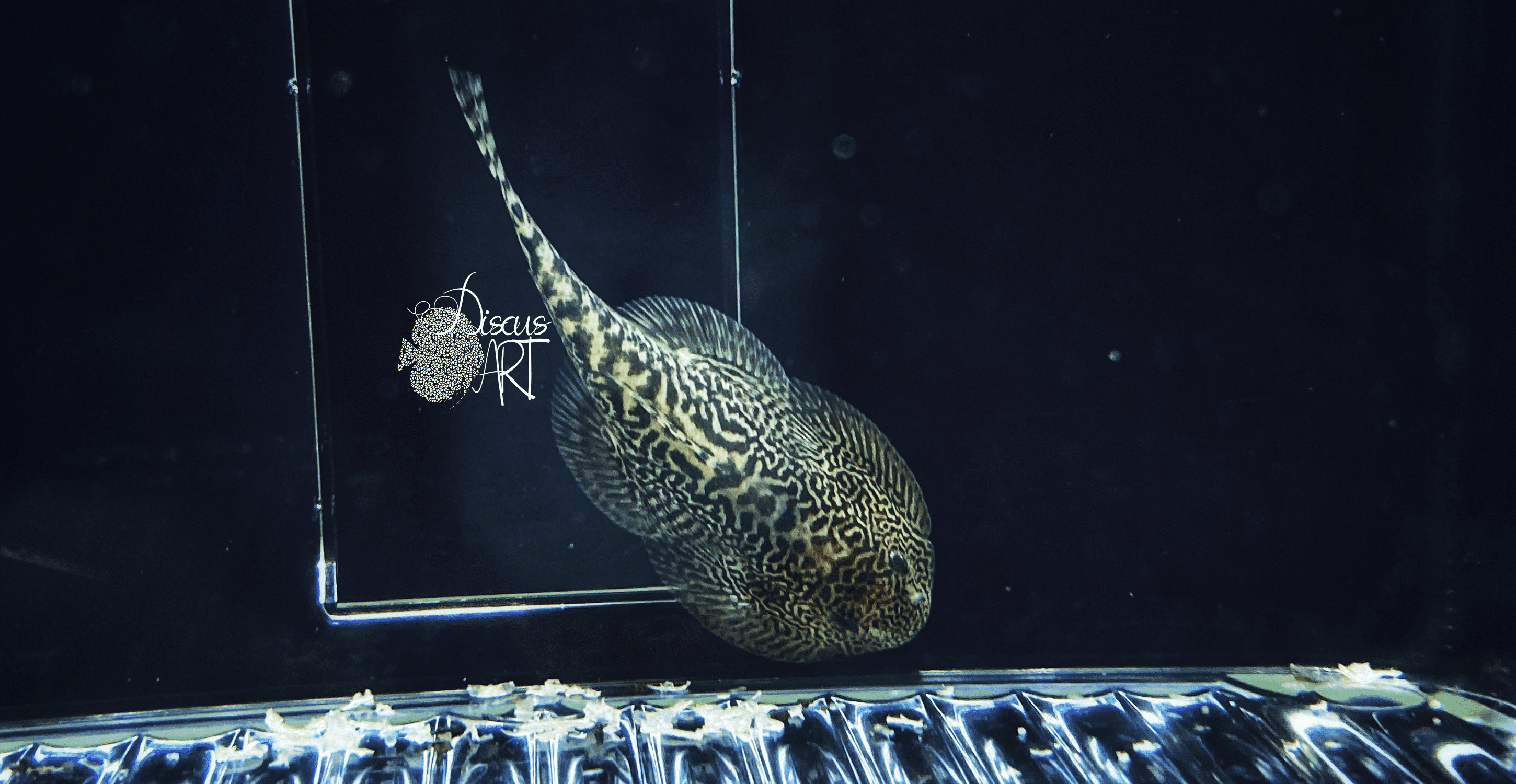 sewellia brevi Sewellia Breviventralis - DiscusArt