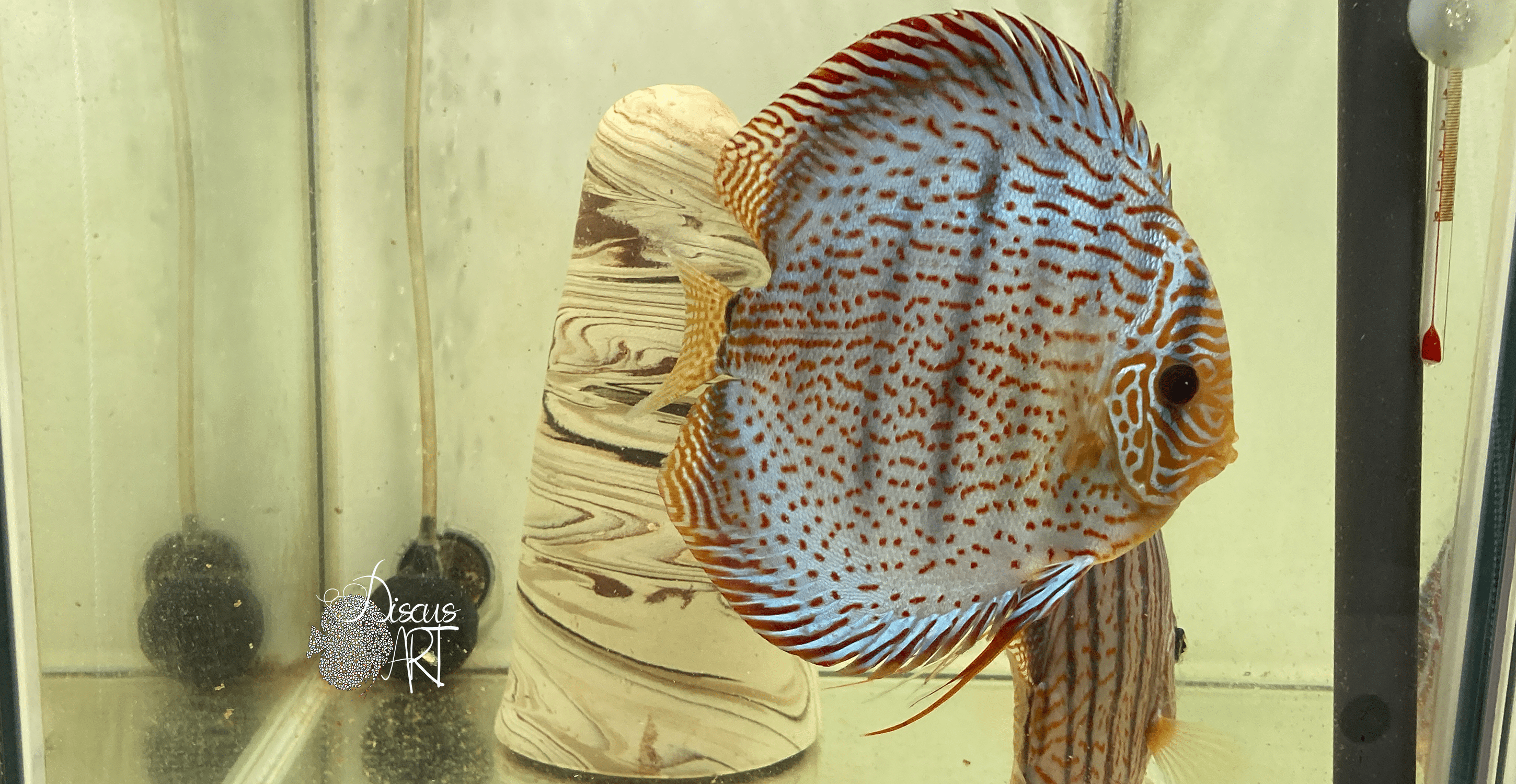 cono artesano2 Cono cría peces Disco artesano - DiscusArt