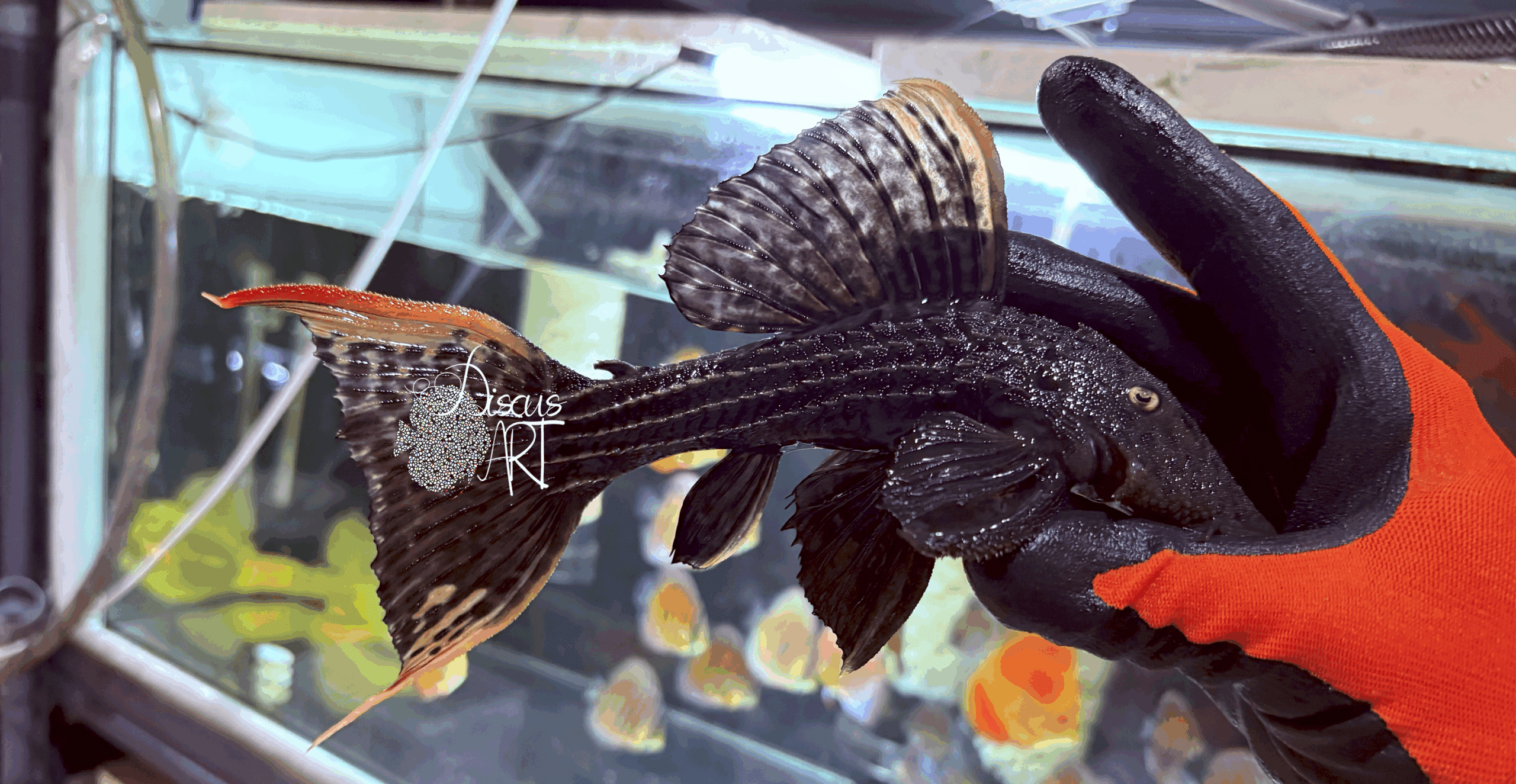 l025a L025 Pseudacanthicus Pirarara - DiscusArt