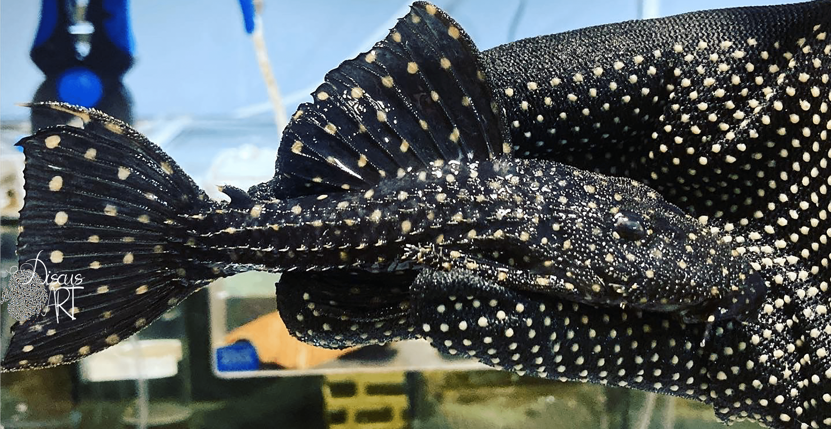 L097 Pseudacanthicus Polka Dot - DiscusArt