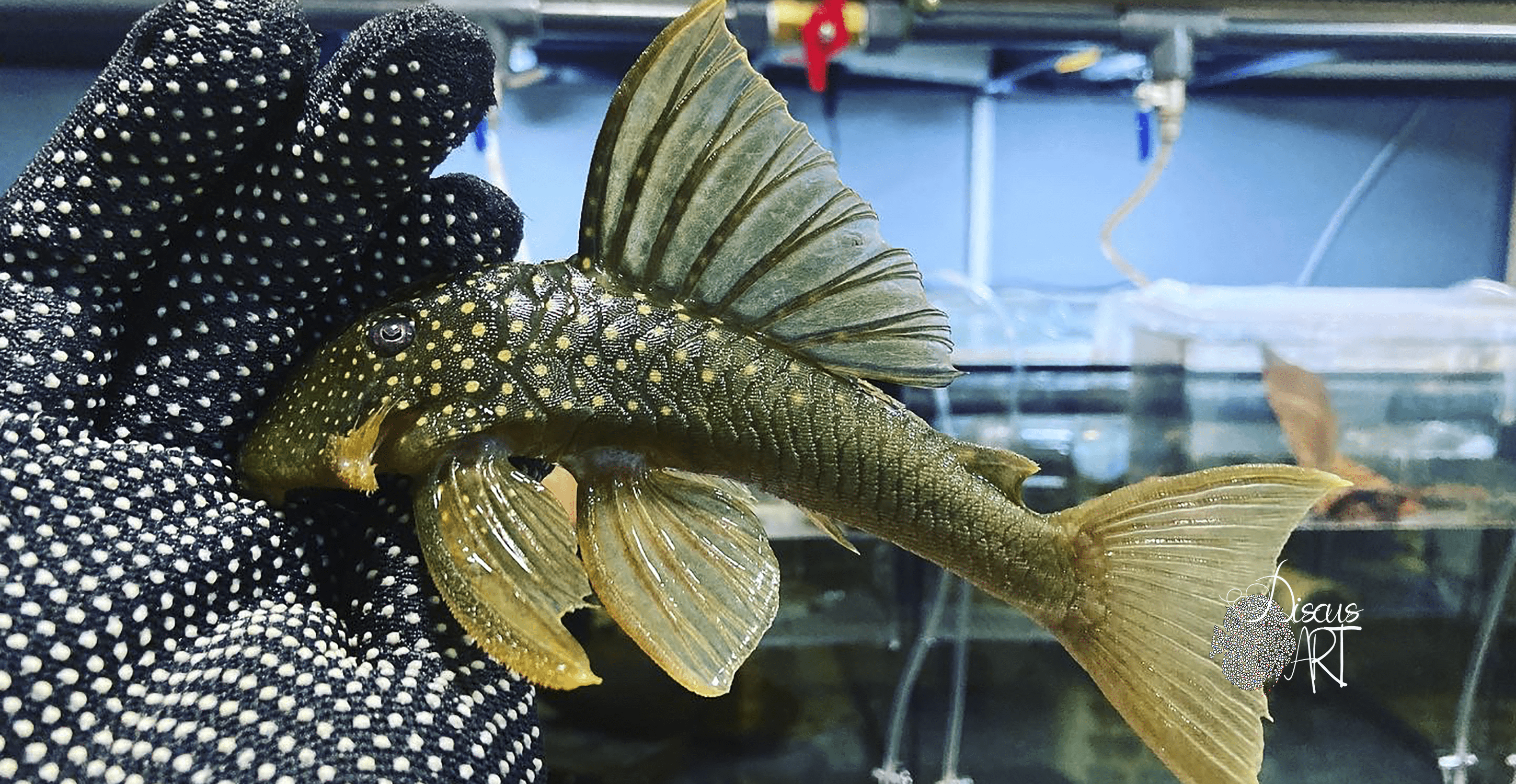 Hemiancistrus Subviridis L200 Green Phantom - DiscusArt