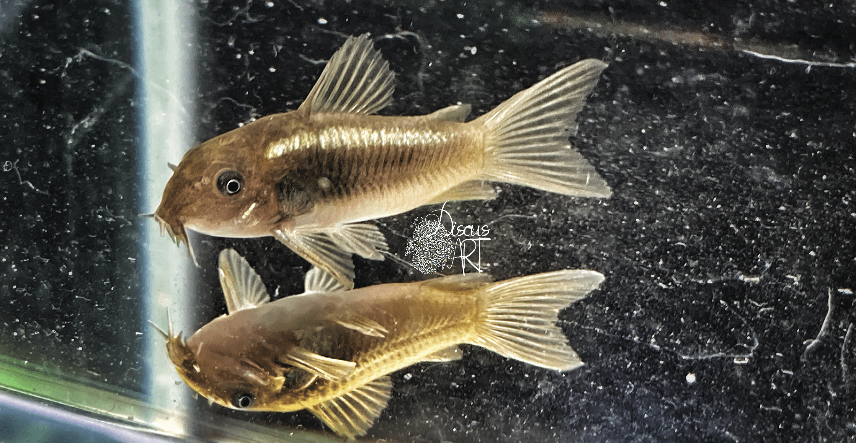 GREENLASER corydora green laser