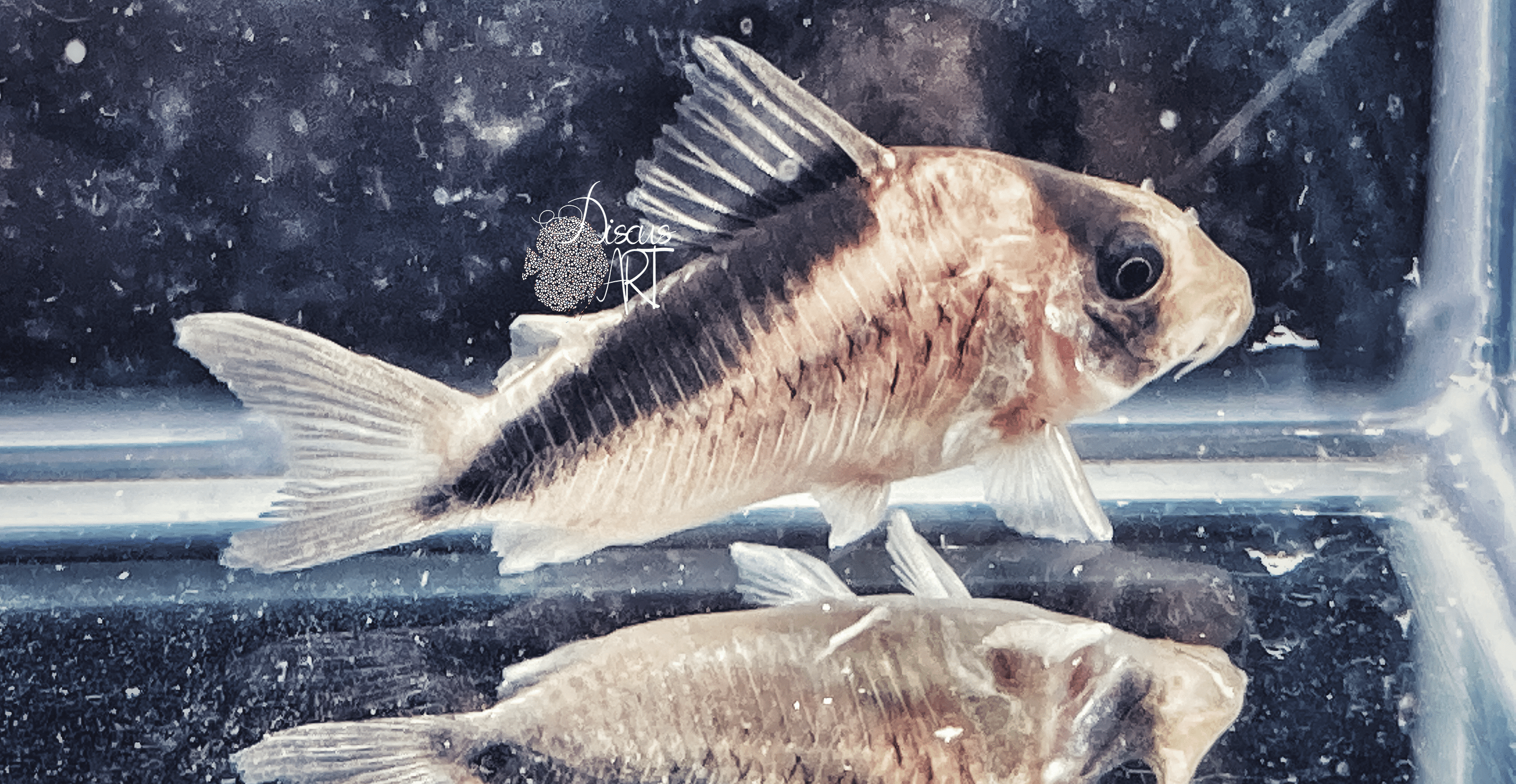 davidsandsi (1) Corydora Davidsandsi WF - DiscusArt