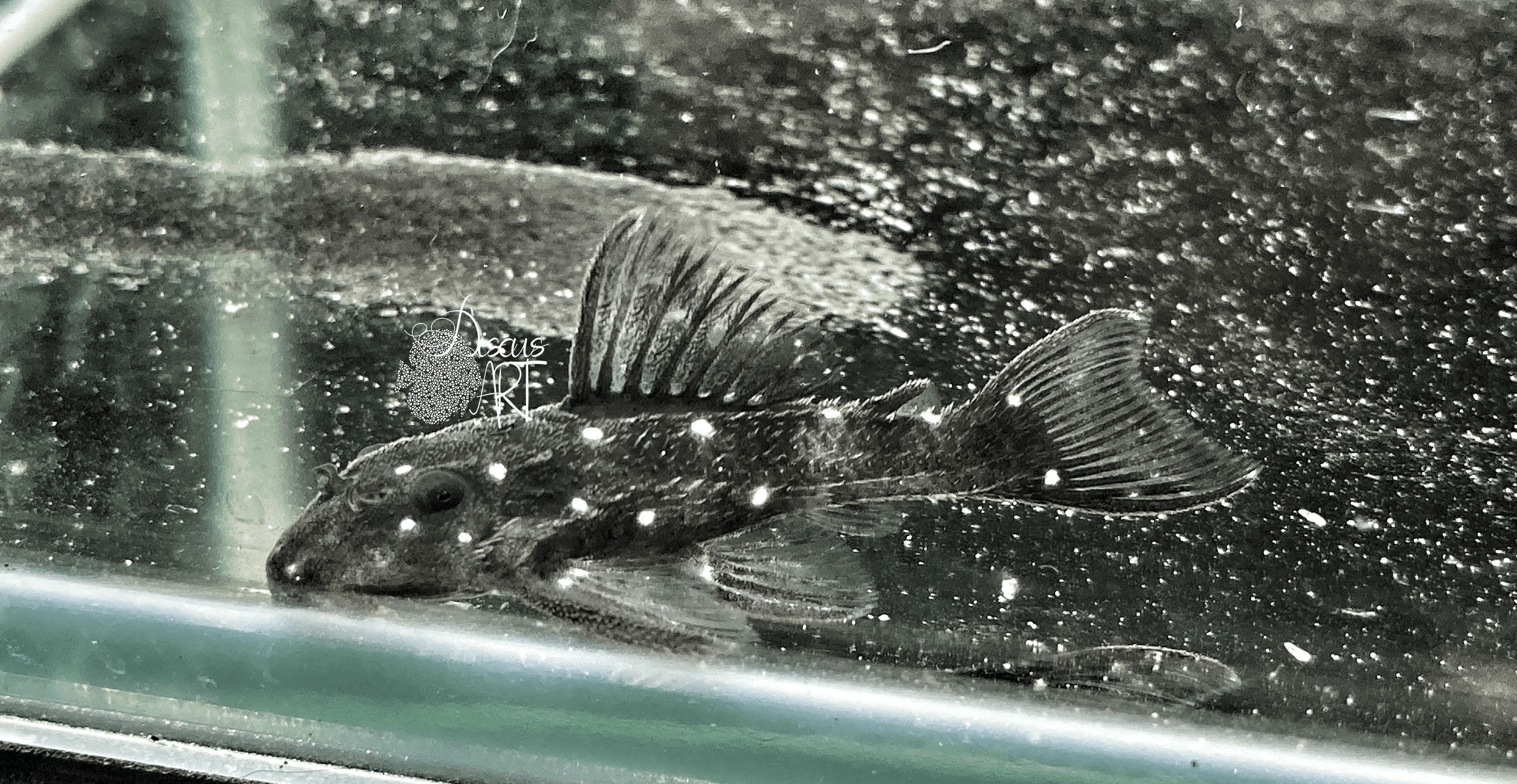 hypancistrus l280