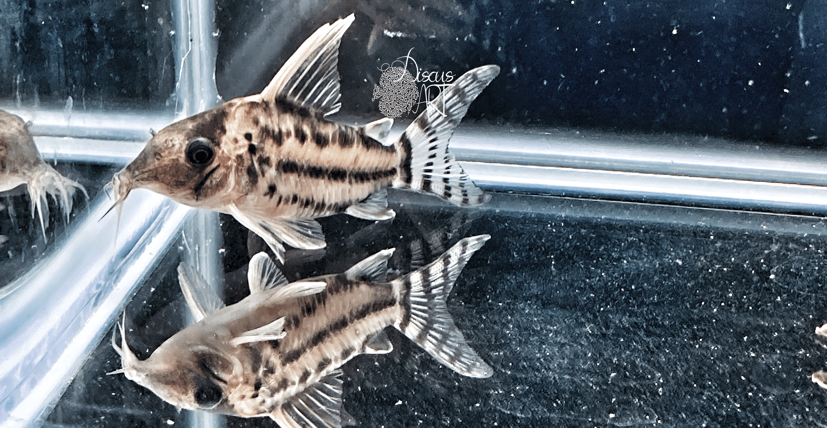 pulcher corydora pulcher