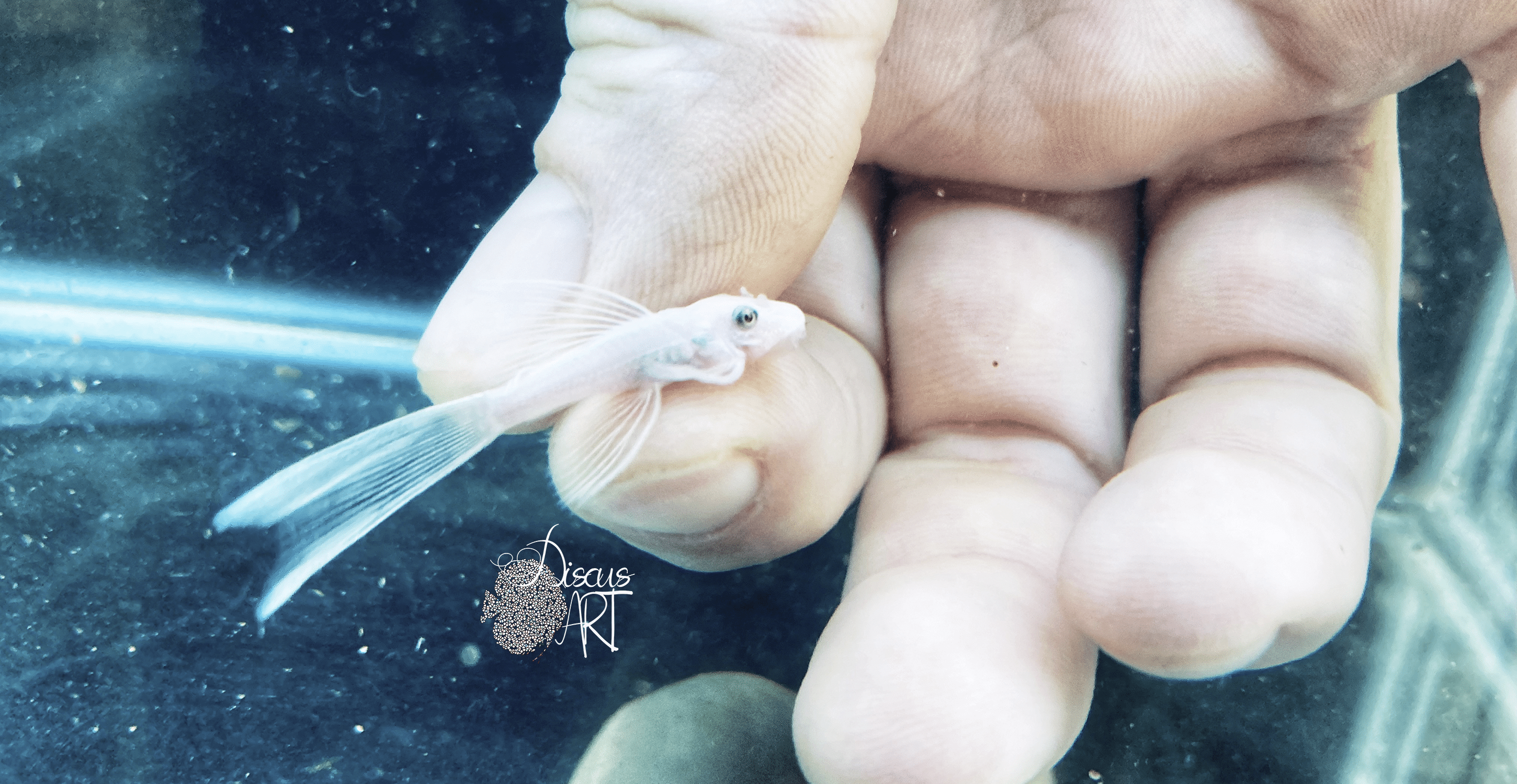 L144 SW LF2 L144 Snow White Long Fin - DiscusArt