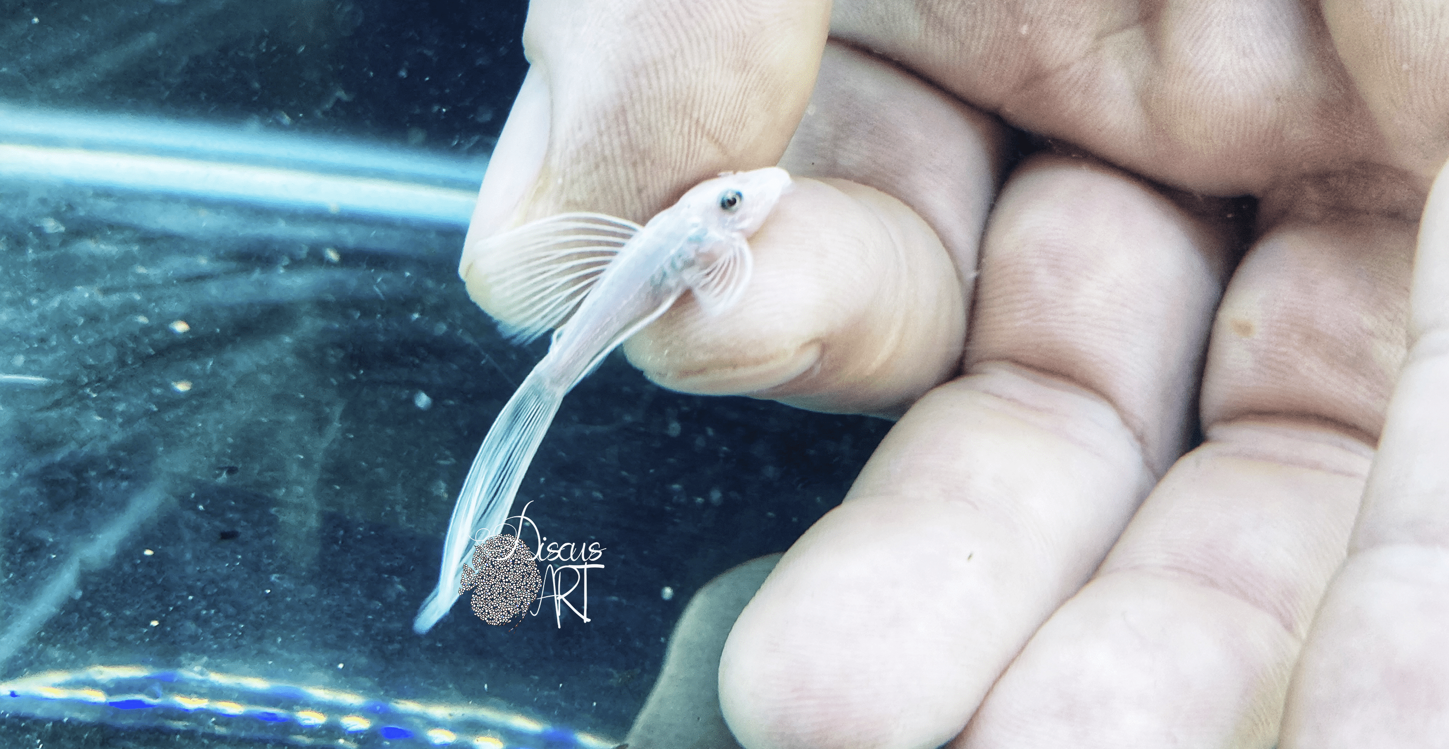 L144 SW LF3 L144 Snow White Long Fin - DiscusArt