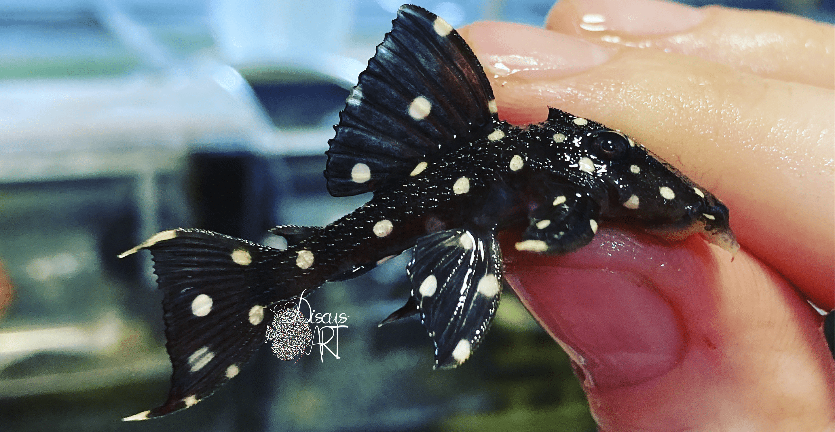 L240 Leporacanthicus cf. Galaxias - DiscusArt