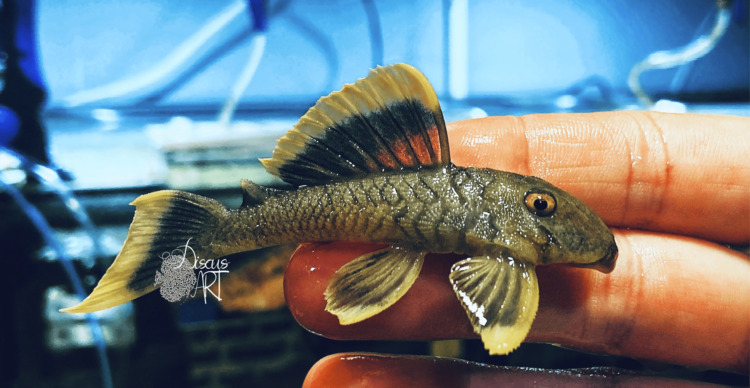 l047 L047, Baryancistrus Chrysolomus - DiscusArt