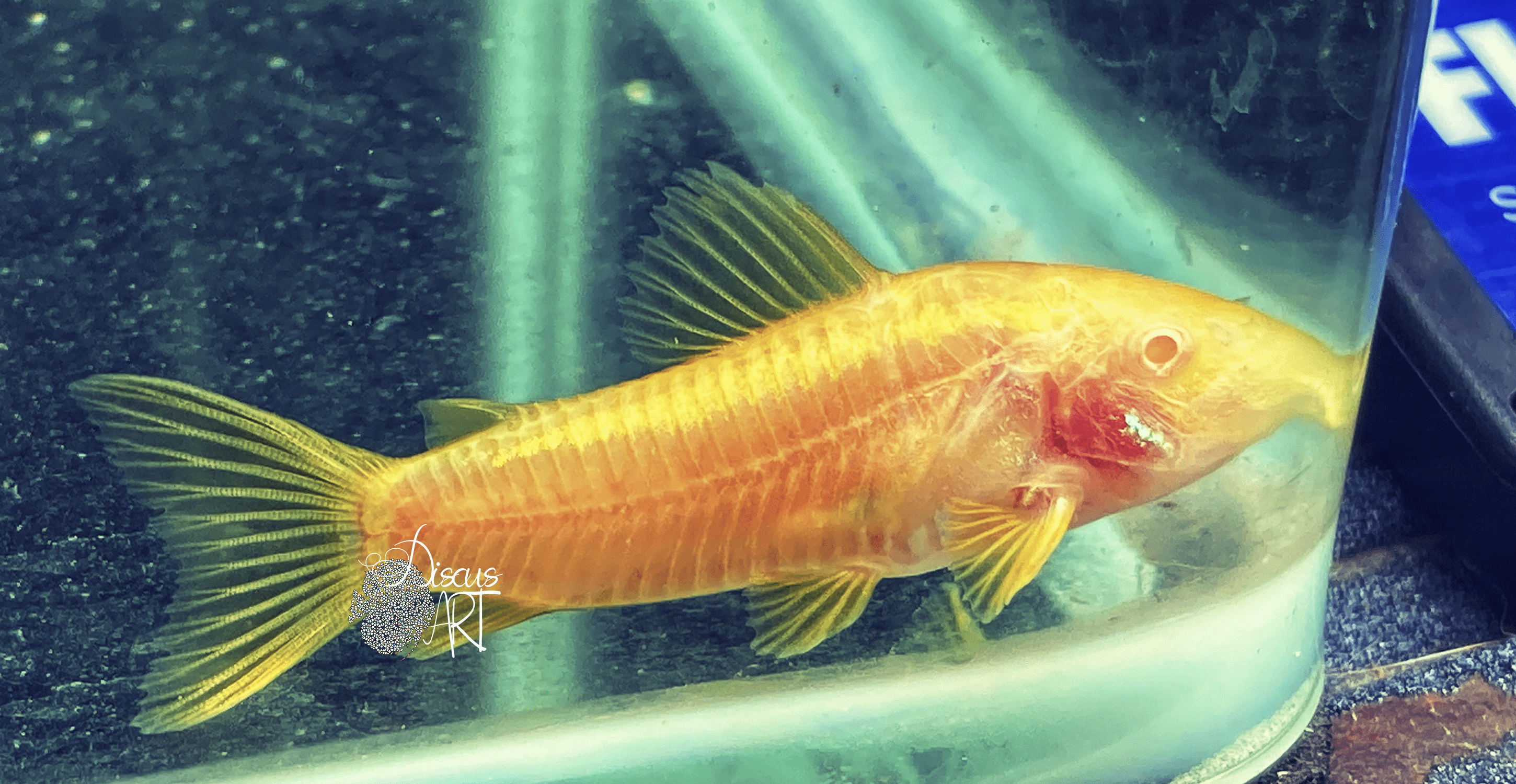 Corydora Gold Laser Albino - DiscusArt