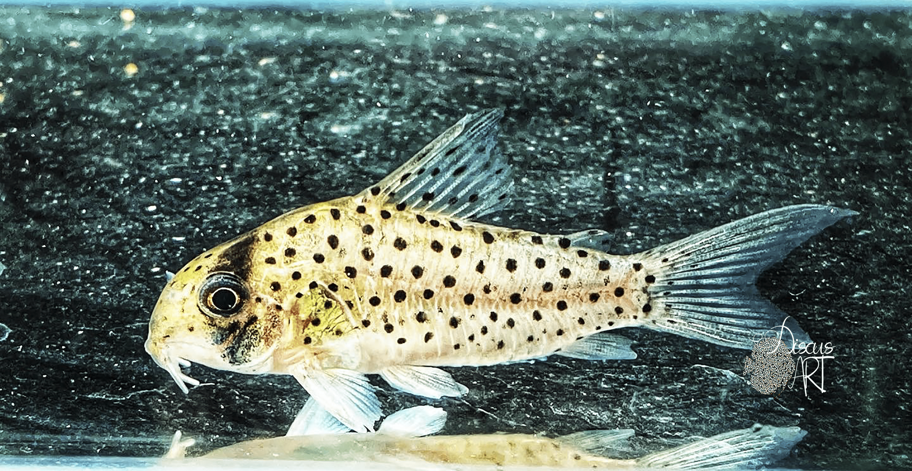 morocha Corydora Atropersonatus Morocha WF - DiscusArt
