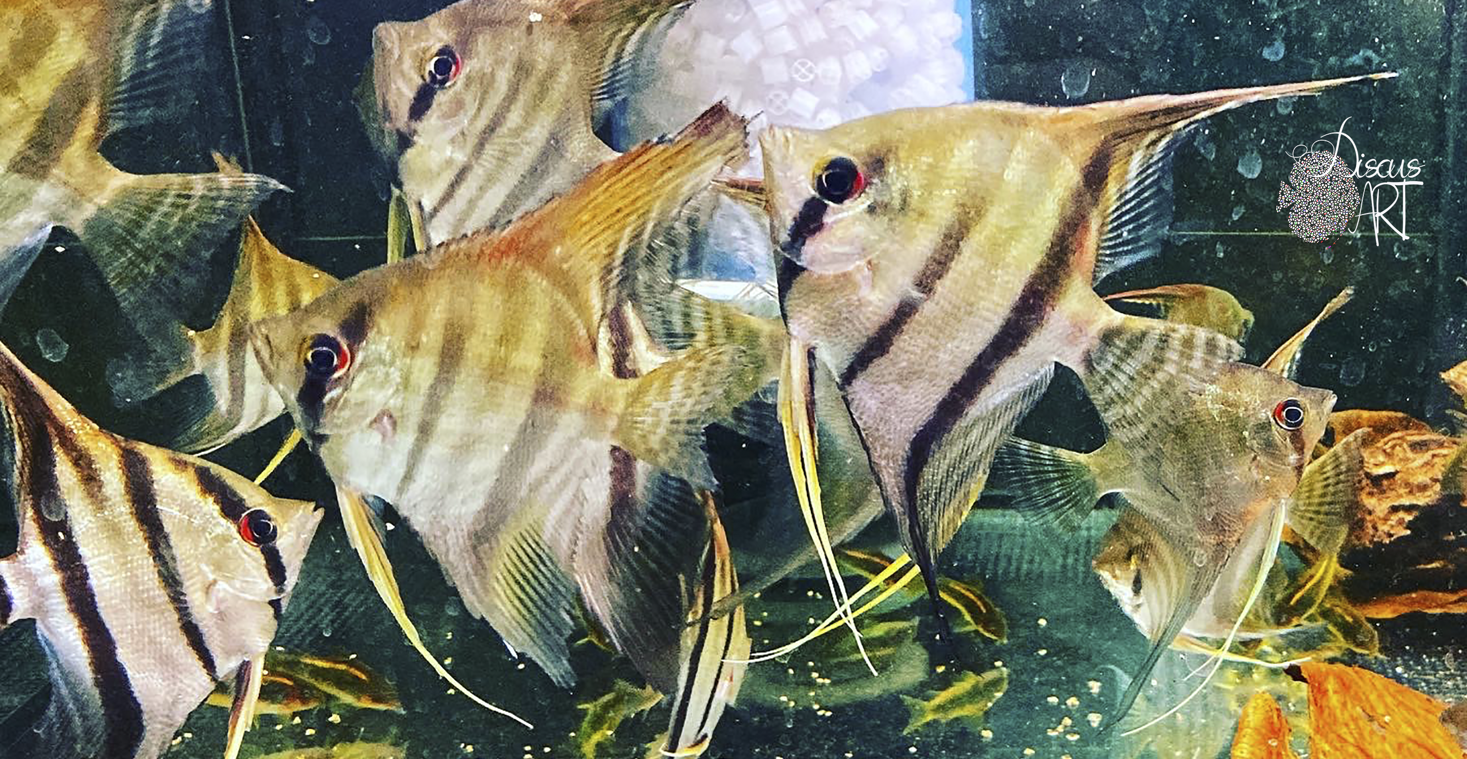 santaisabel Pterophyllum Santa Isabel - DiscusArt