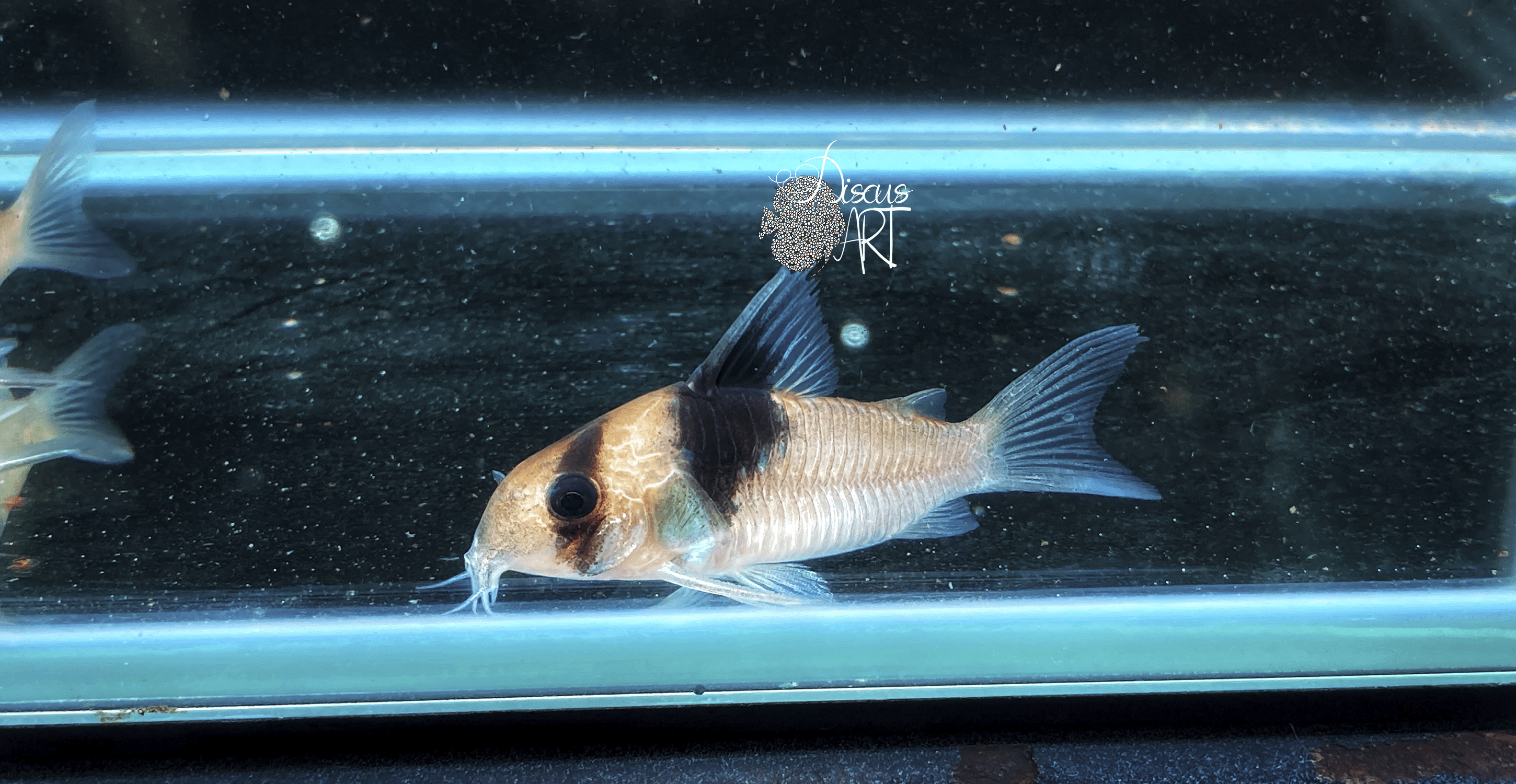 cw49 Corydora Black Diamond WF - DiscusArt