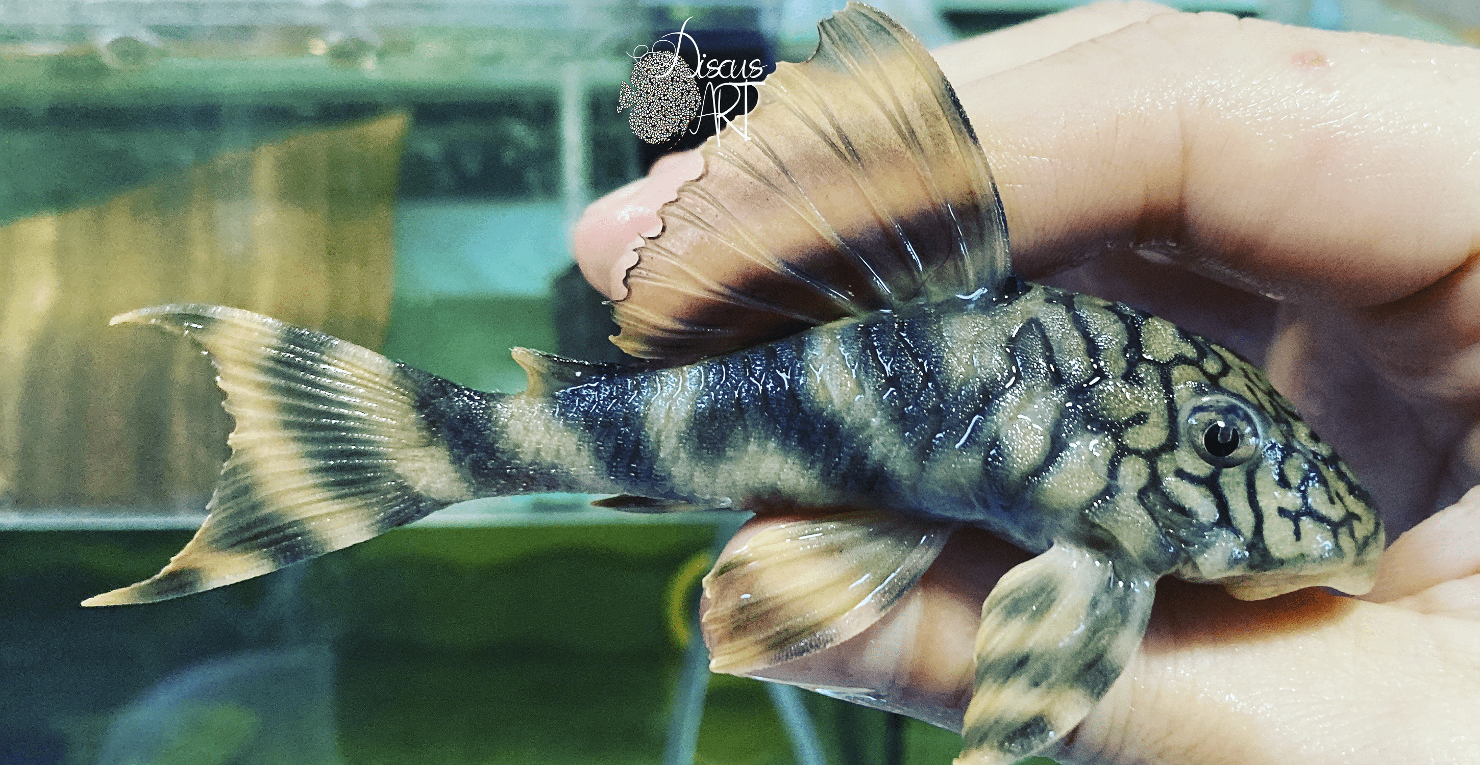 L135 Peckoltia Braueri - DiscusArt