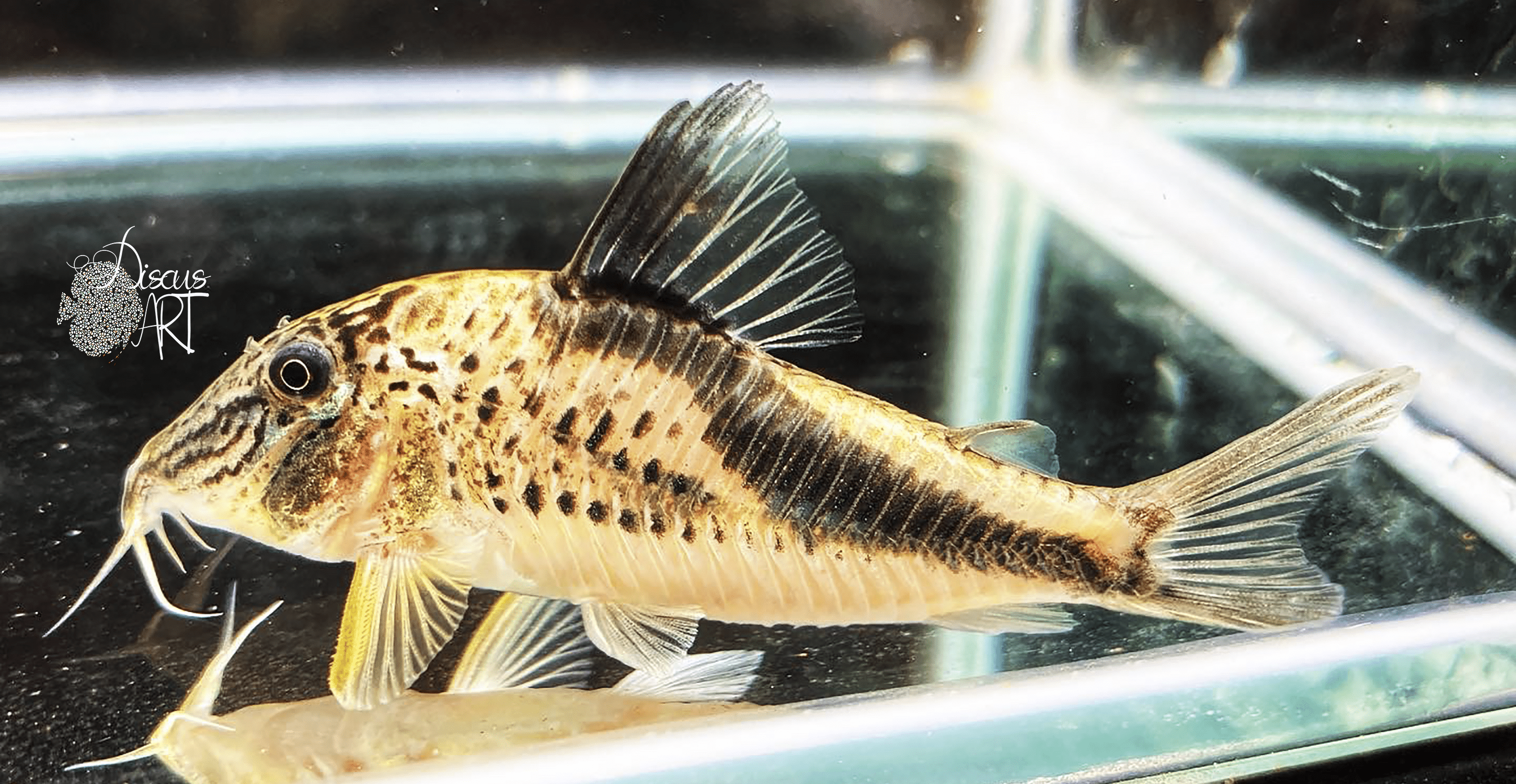 Corydora Fowleri Ampiyacu WF - DiscusArt