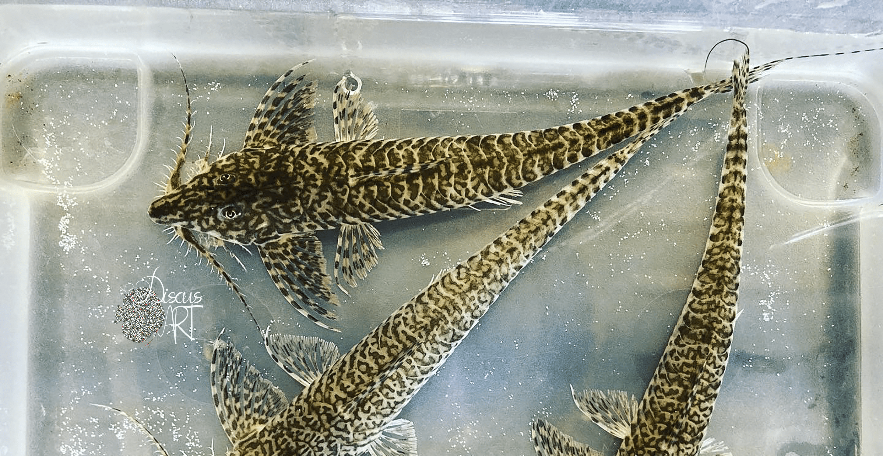 Rhadinoloricaria Macromystax - DiscusArt