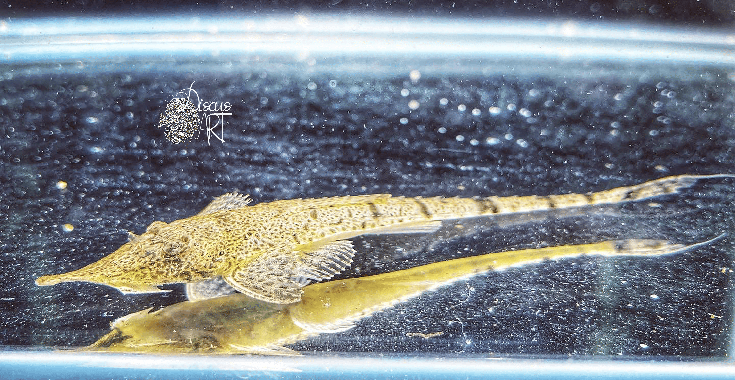 Hemiodontichthys acipenserinus "Pinocho" - DiscusArt