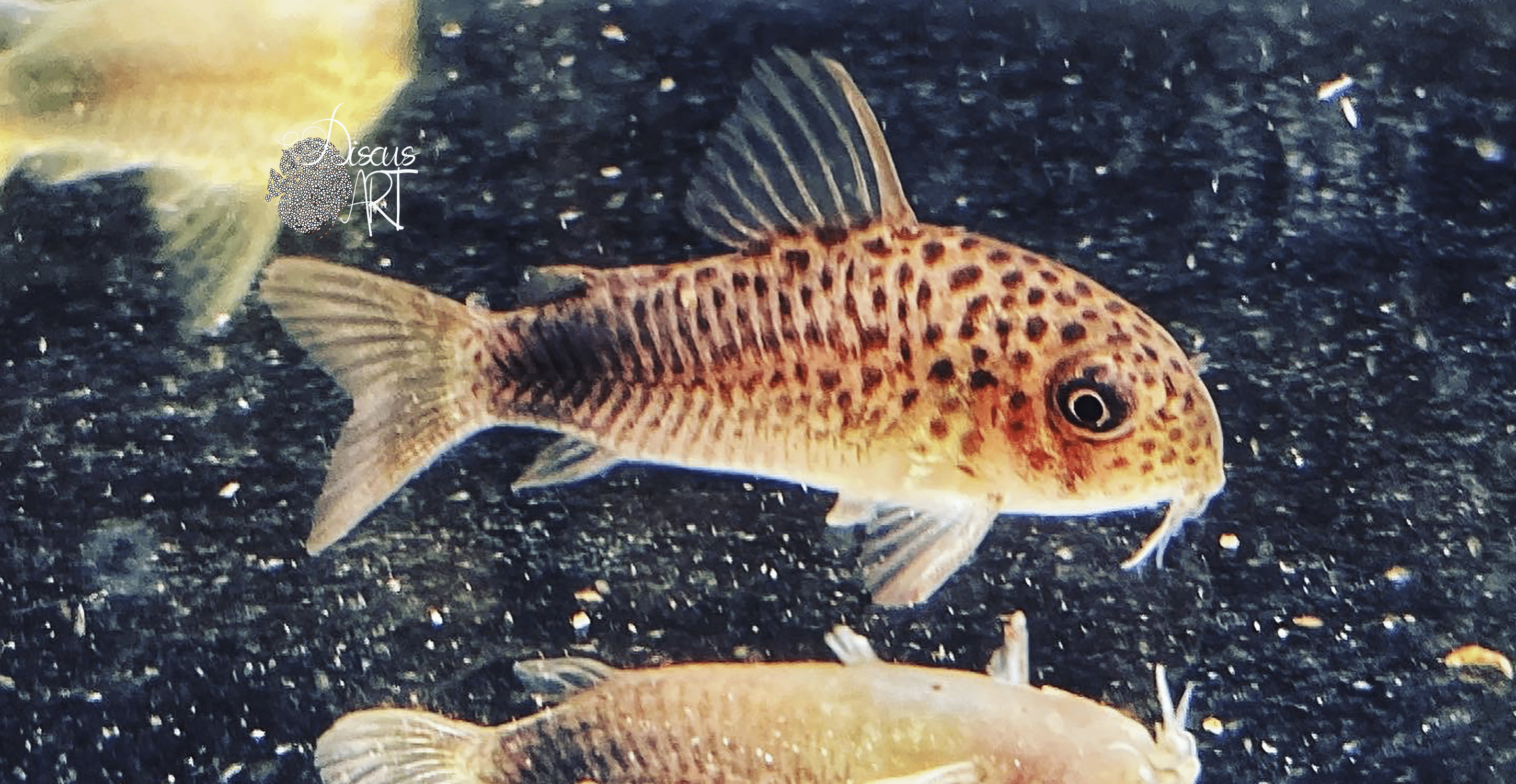 Corydora Similis WF - DiscusArt