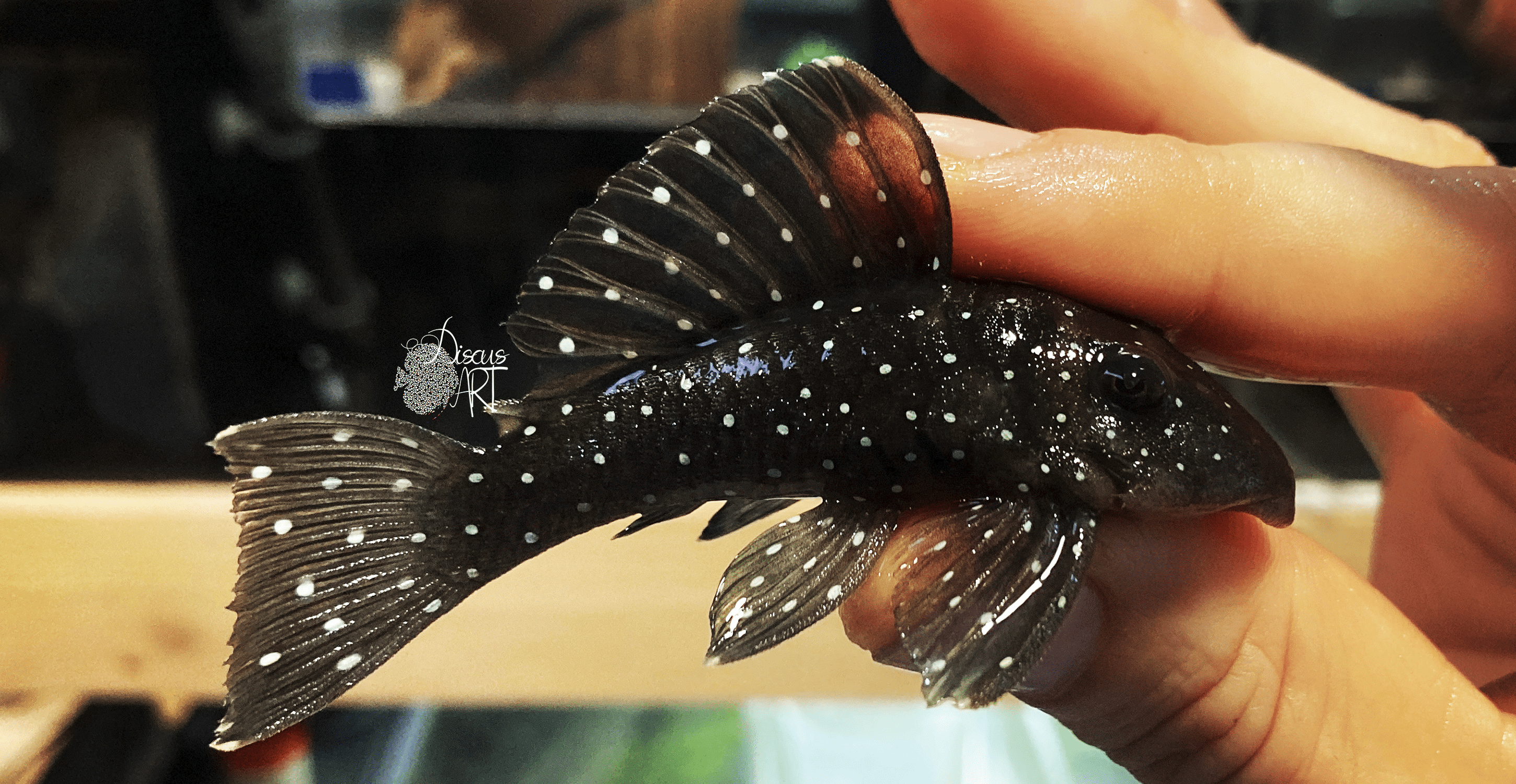 L030 L030 Spectracanthicus Punctatissimus - DiscusArt
