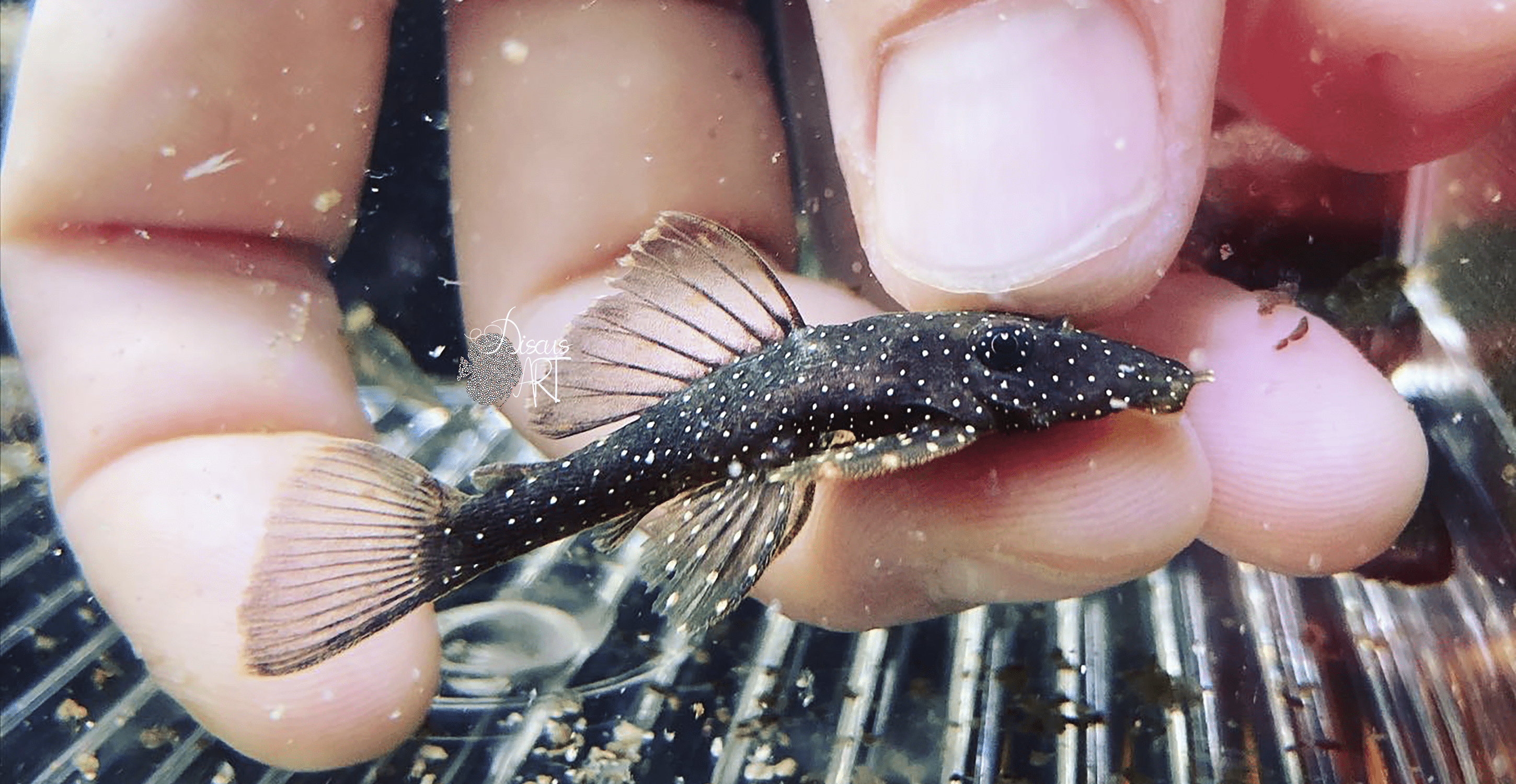 L059 Ancistrus Hoplogenys - DiscusArt
