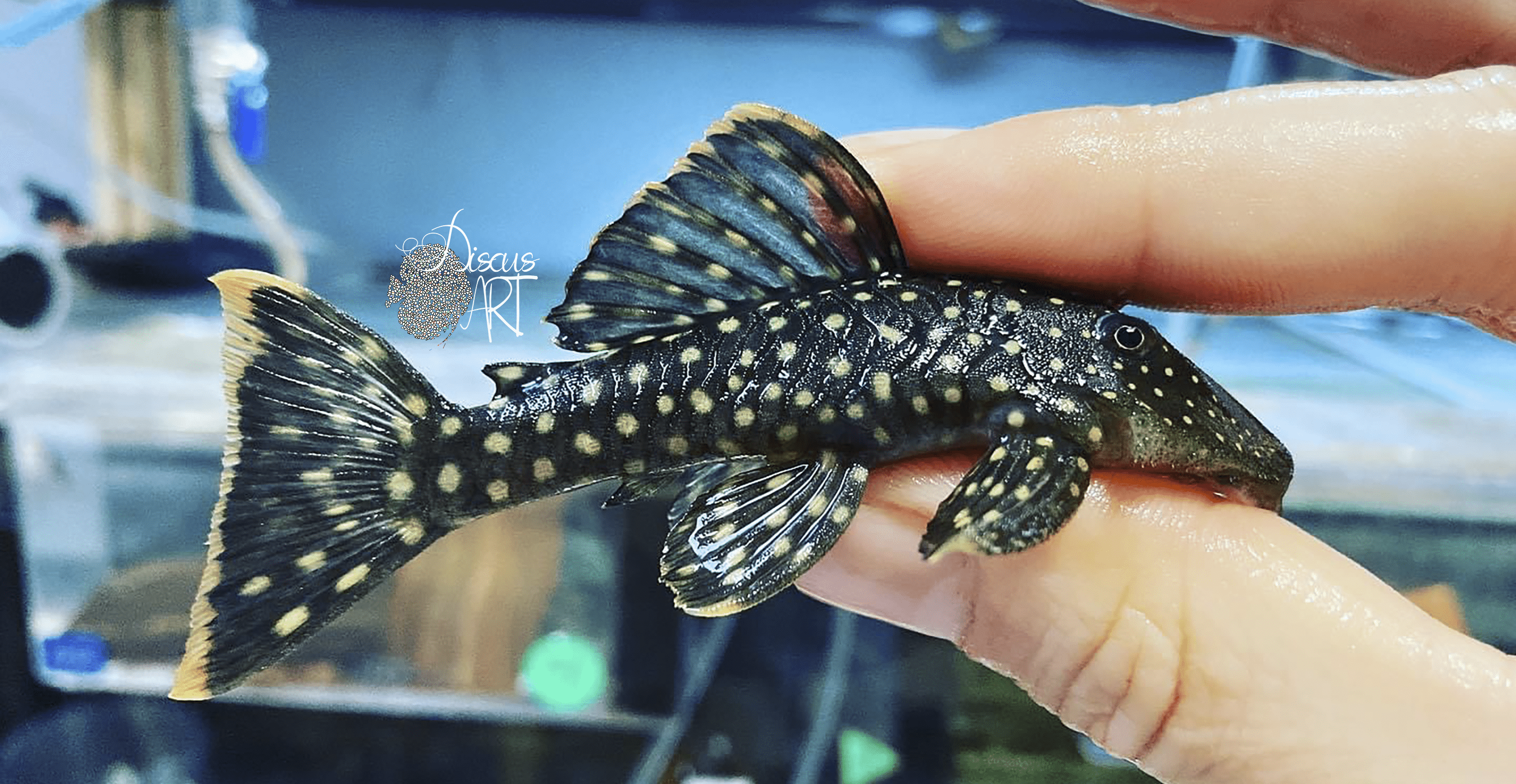 l2592 LDA032/L259 Pseudancistrus sp. - DiscusArt