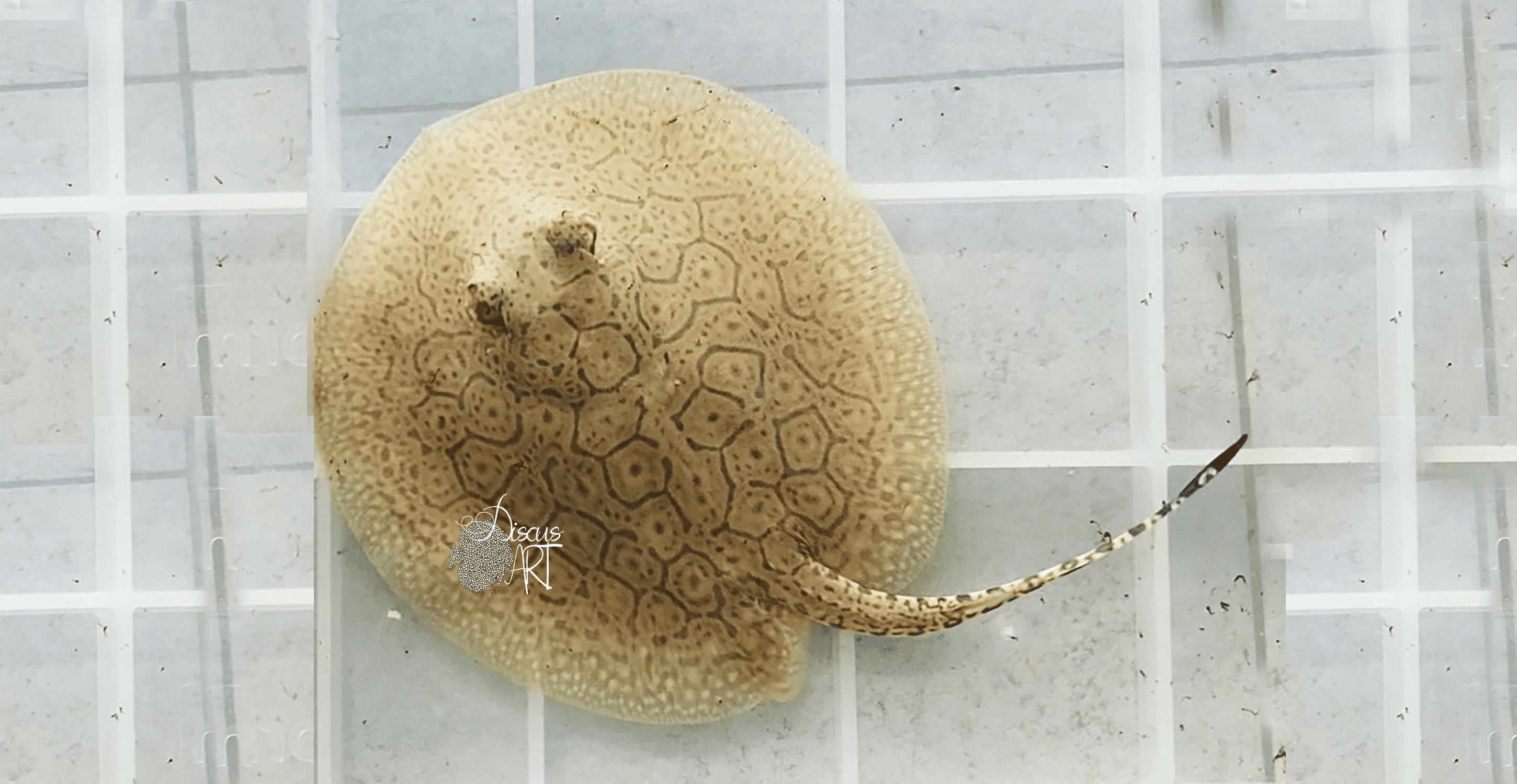 scobina Potamotrygon Scobina - DiscusArt