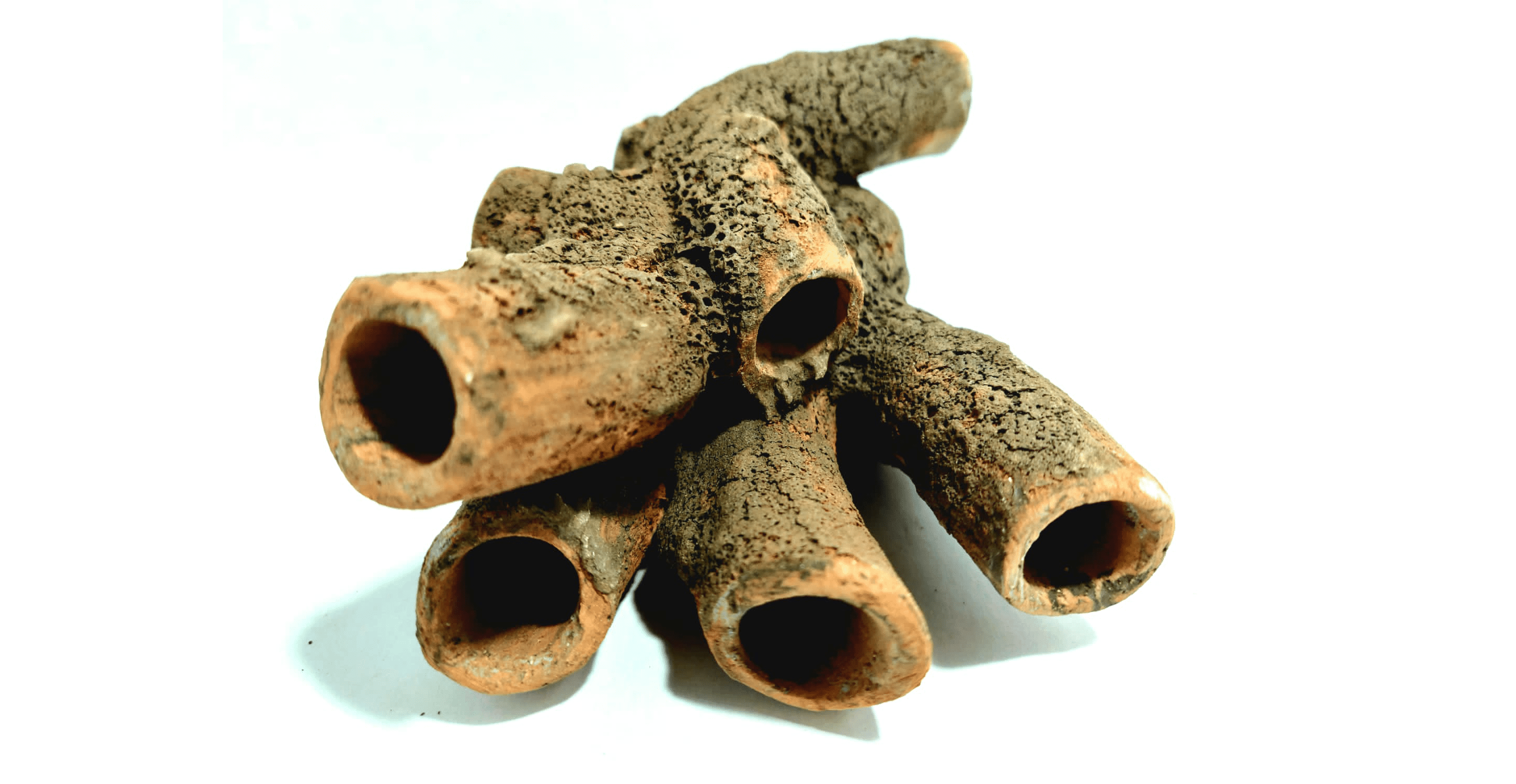 frynest1 Fry nest - DiscusArt