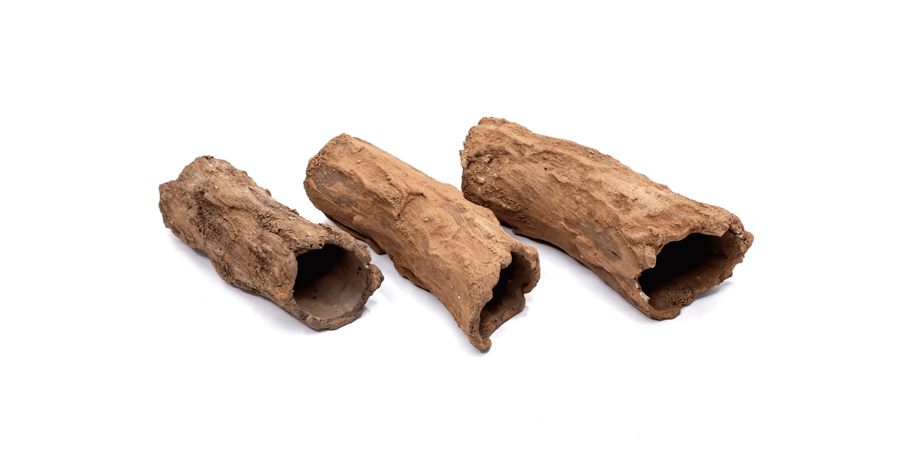 mangrove1 Red Mangrove branch cave - DiscusArt