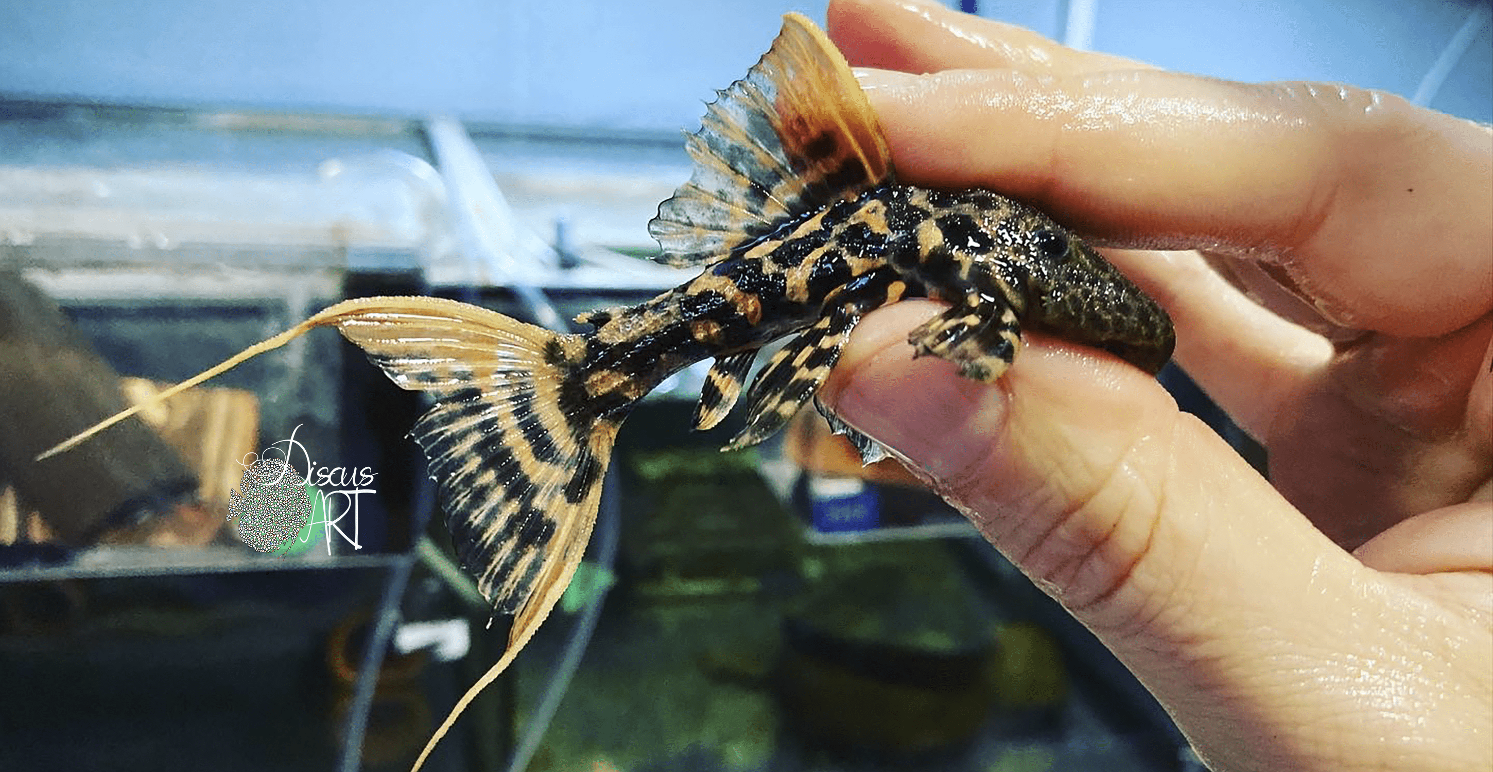 L273 Pseudacanthicus sp. "Titanic" - DiscusArt