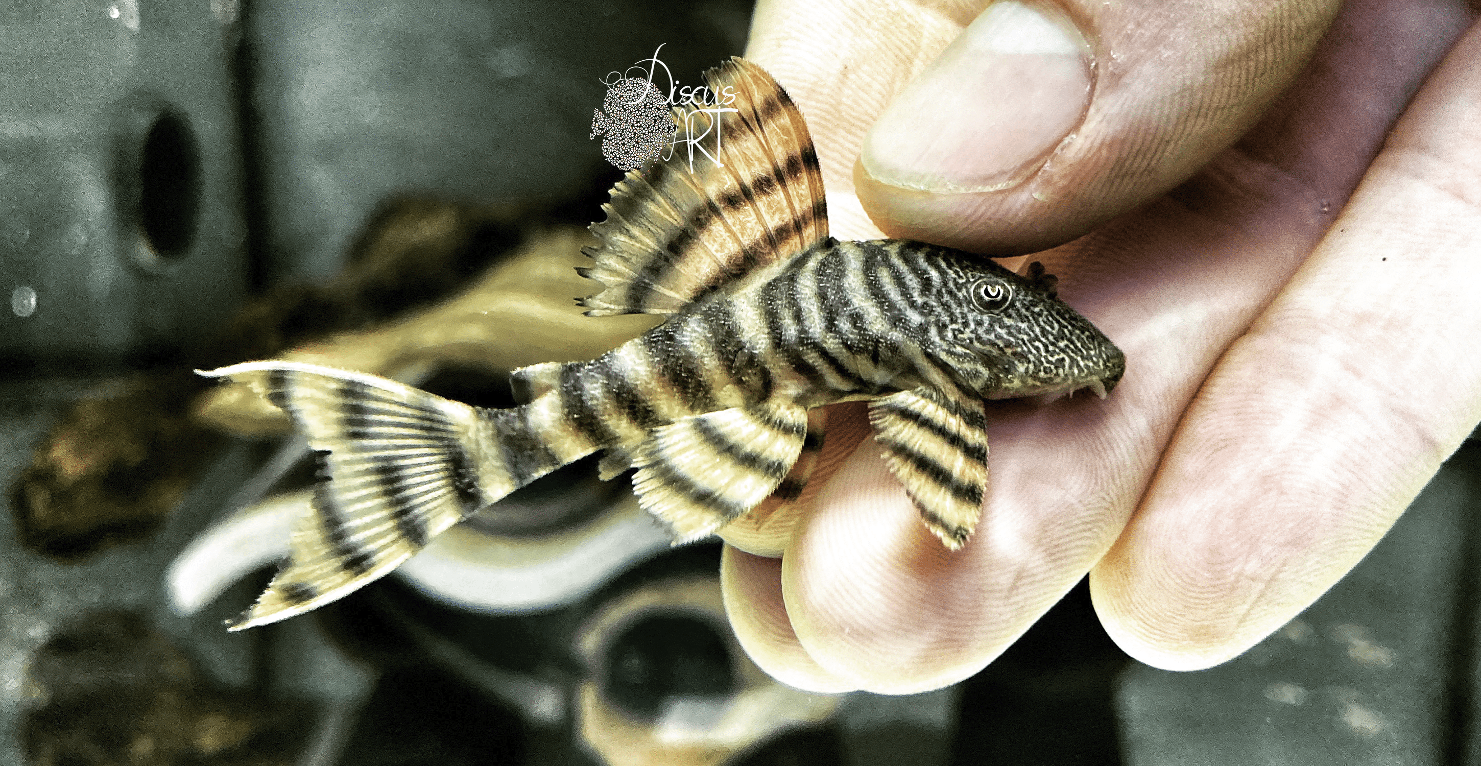 L226 L226 Panaqolus Changae - DiscusArt