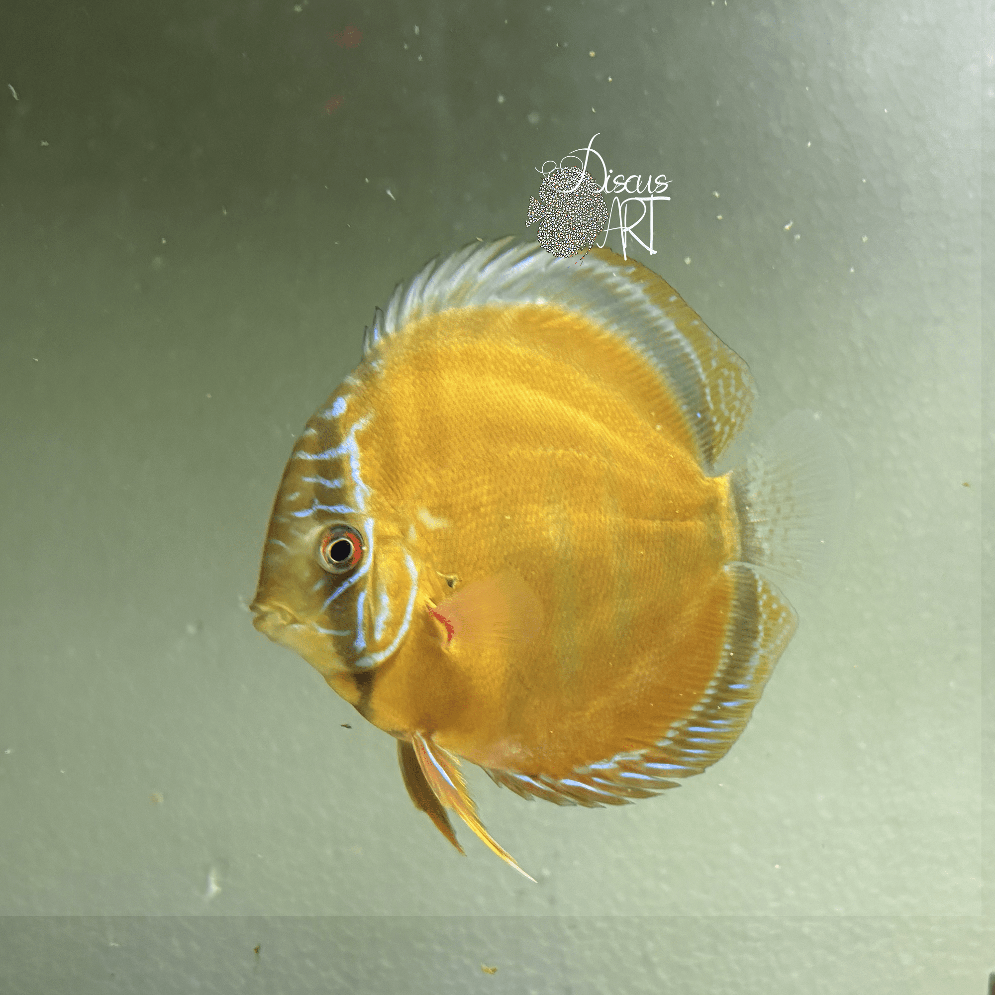 Yelow Cametá 14cm - DiscusArt