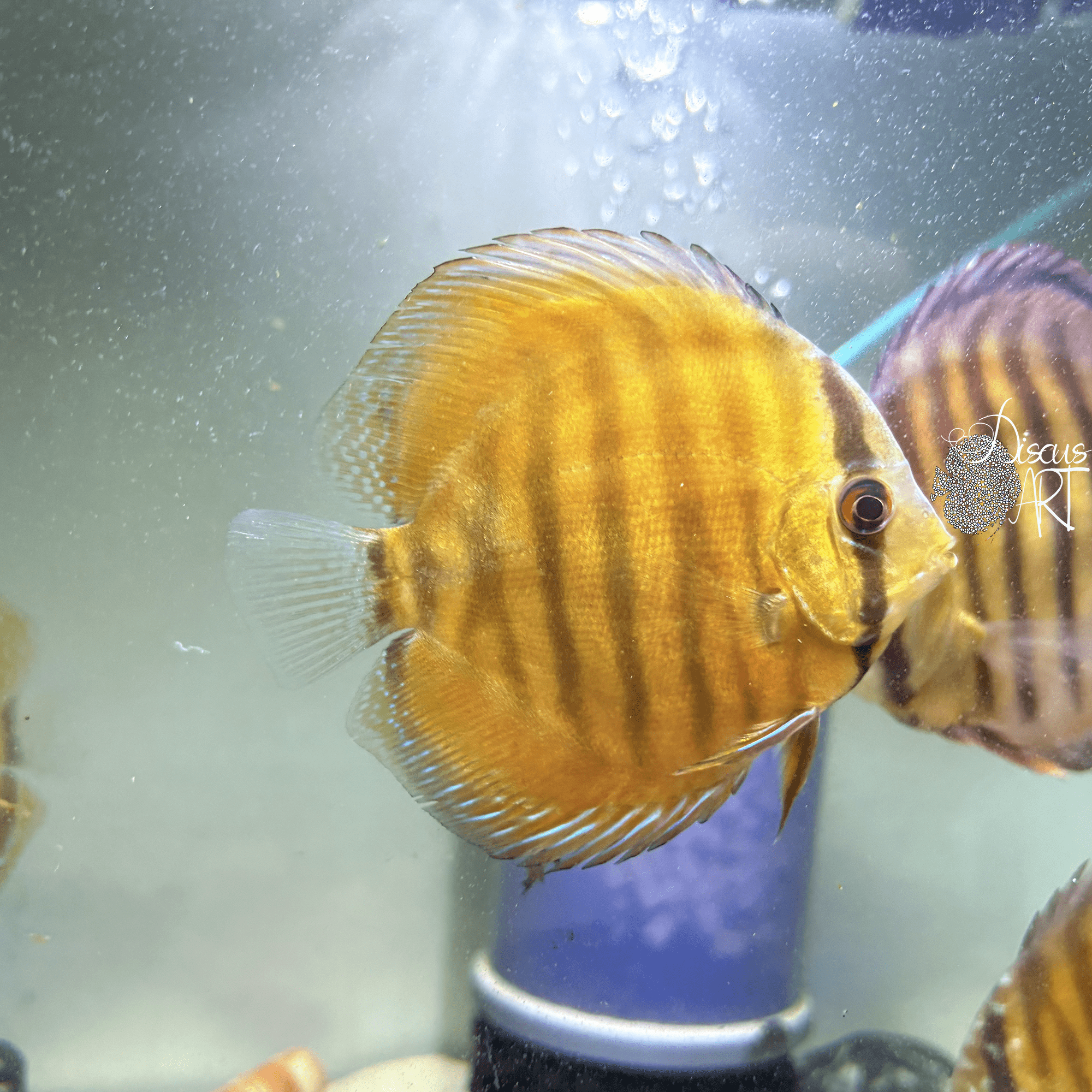 yelow6 Yelow Cametá 10-11cm - DiscusArt