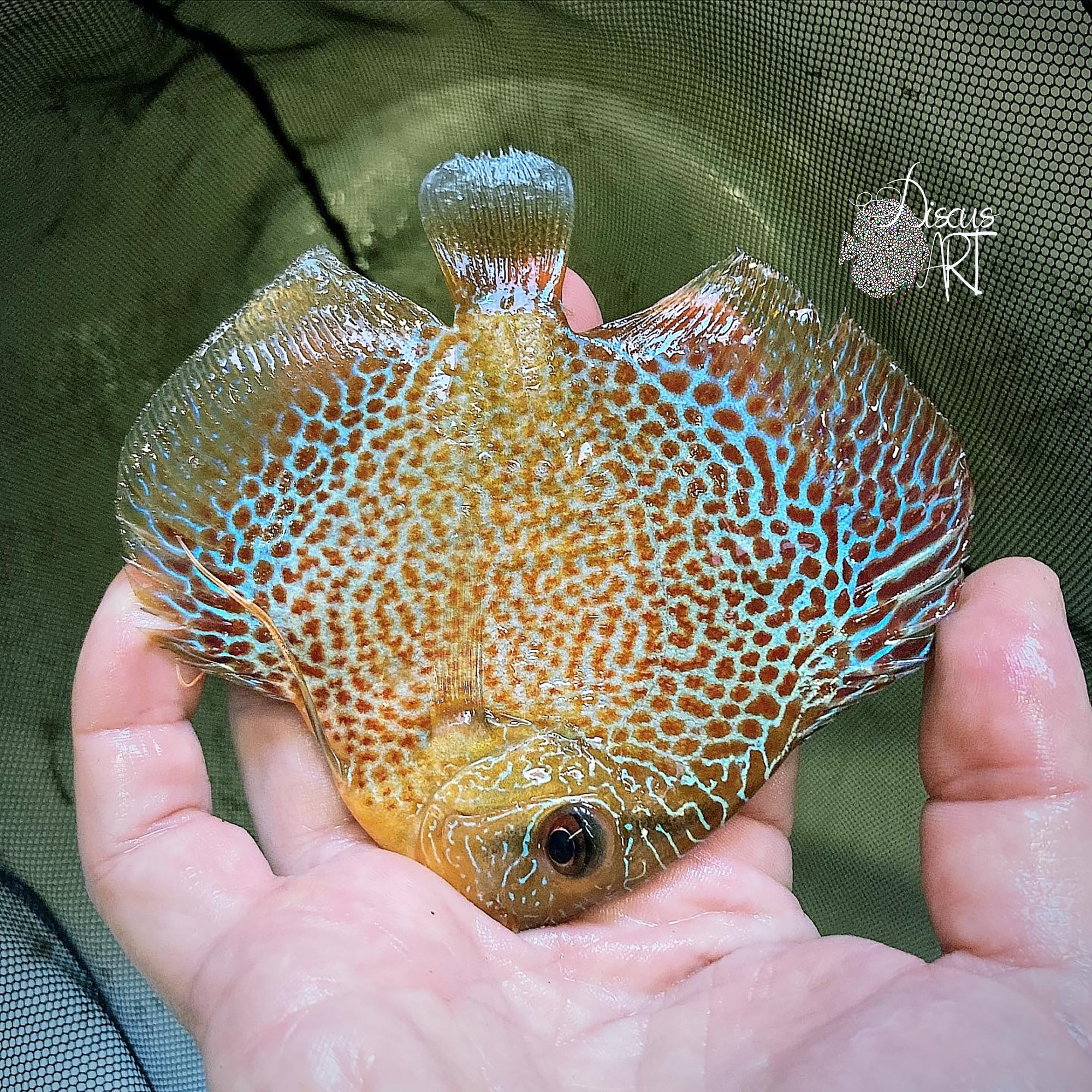 eruption Eruption Snake Skin - DiscusArt