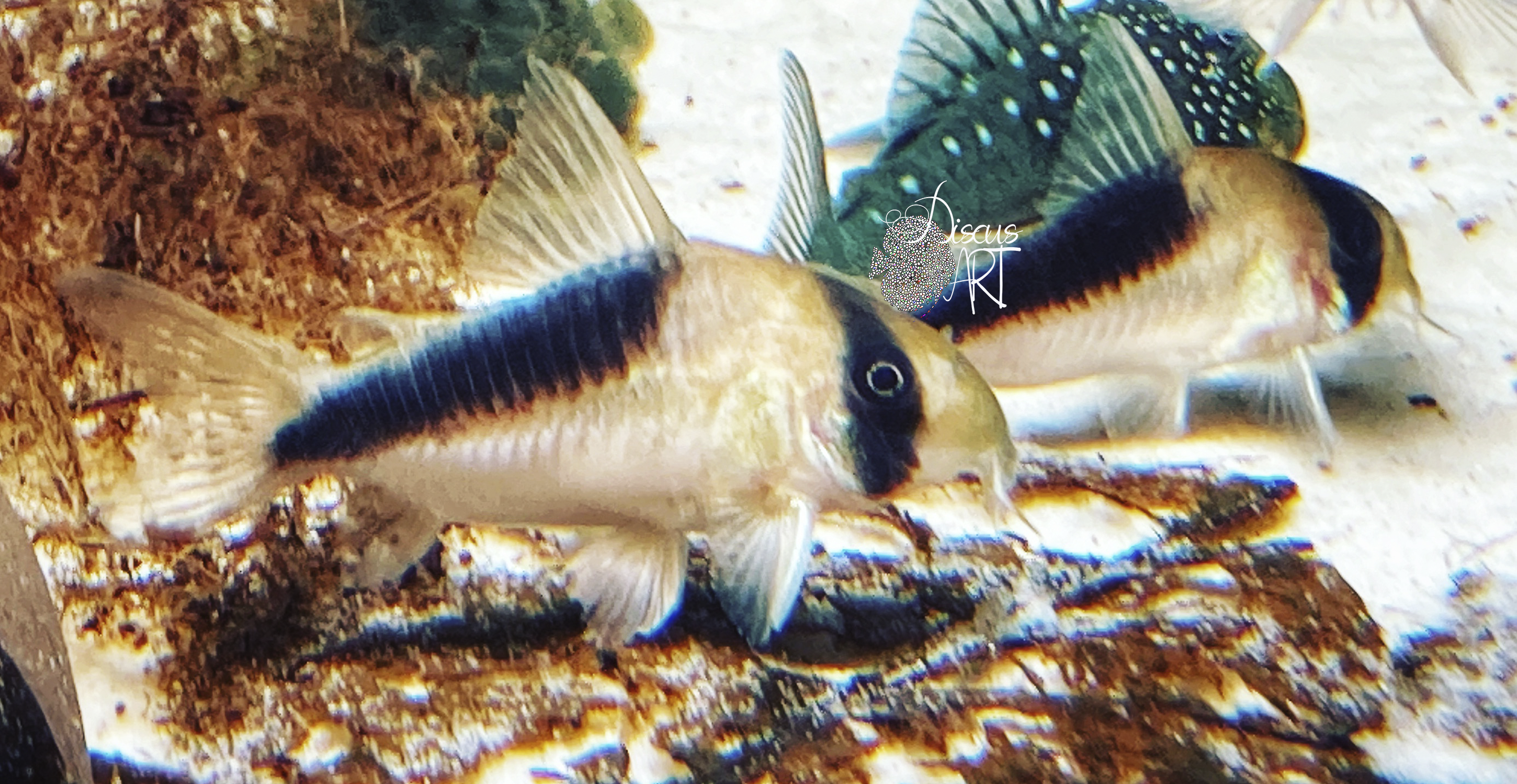 cw107 Corydora CW107 WF - DiscusArt