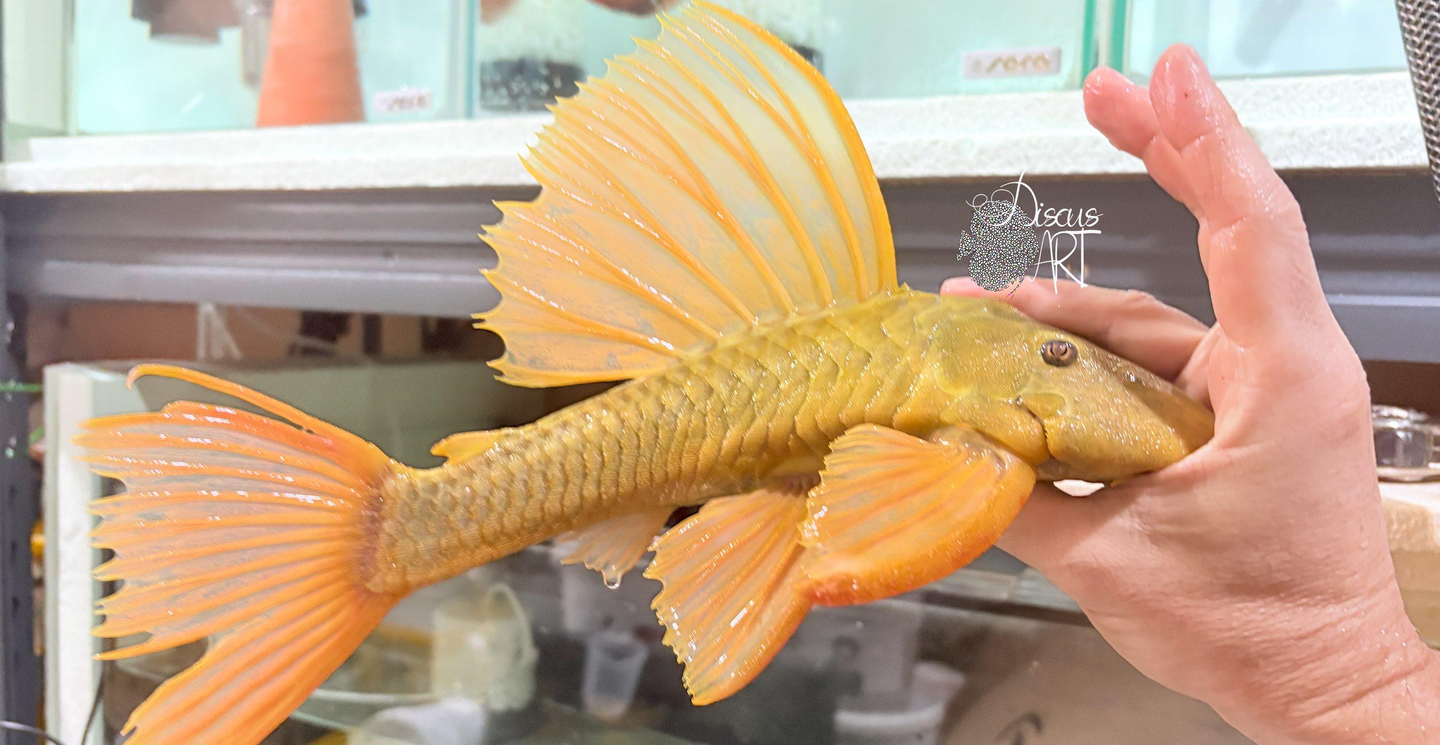 luteus 3 Hypostomus Luteus - DiscusArt