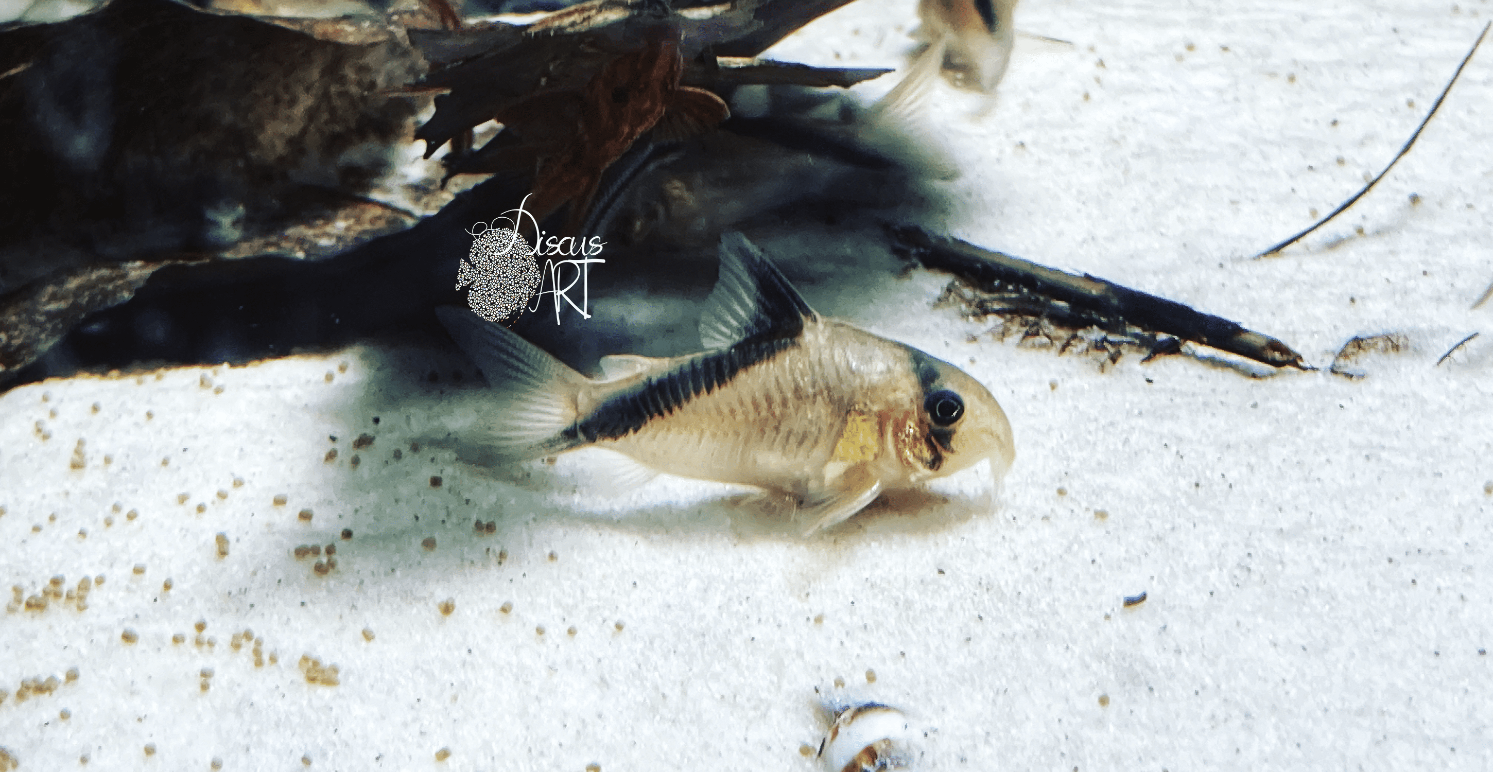 Corydora Melini WF - DiscusArt