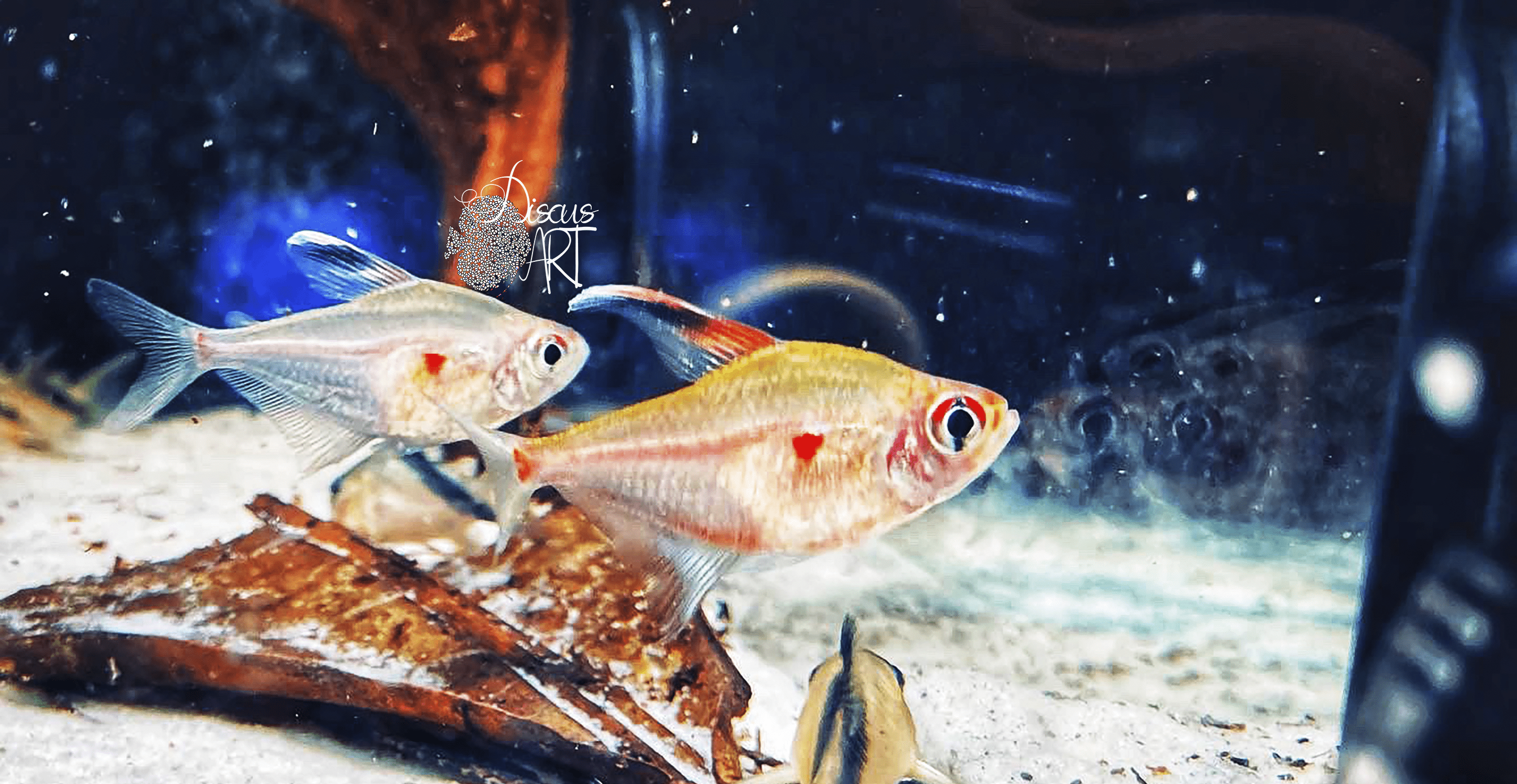 eryhstrostigma Hyphessobrycon Erythrostigma WF - DiscusArt
