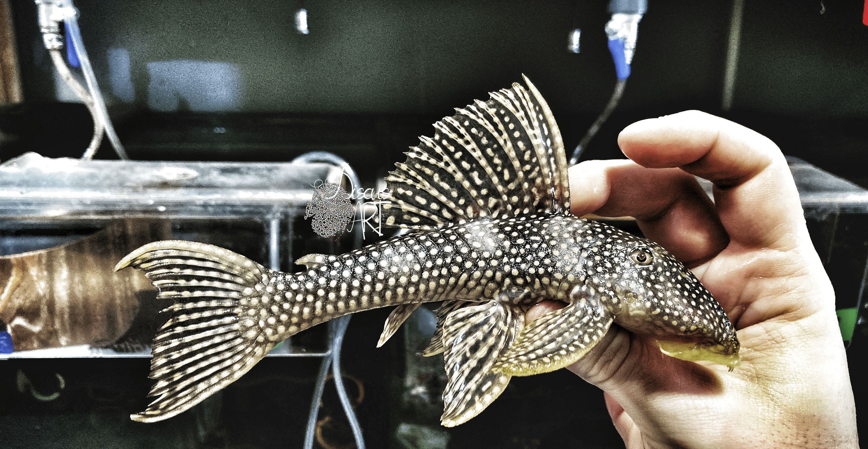 l253 L253 Scobinancistrus sp. - DiscusArt