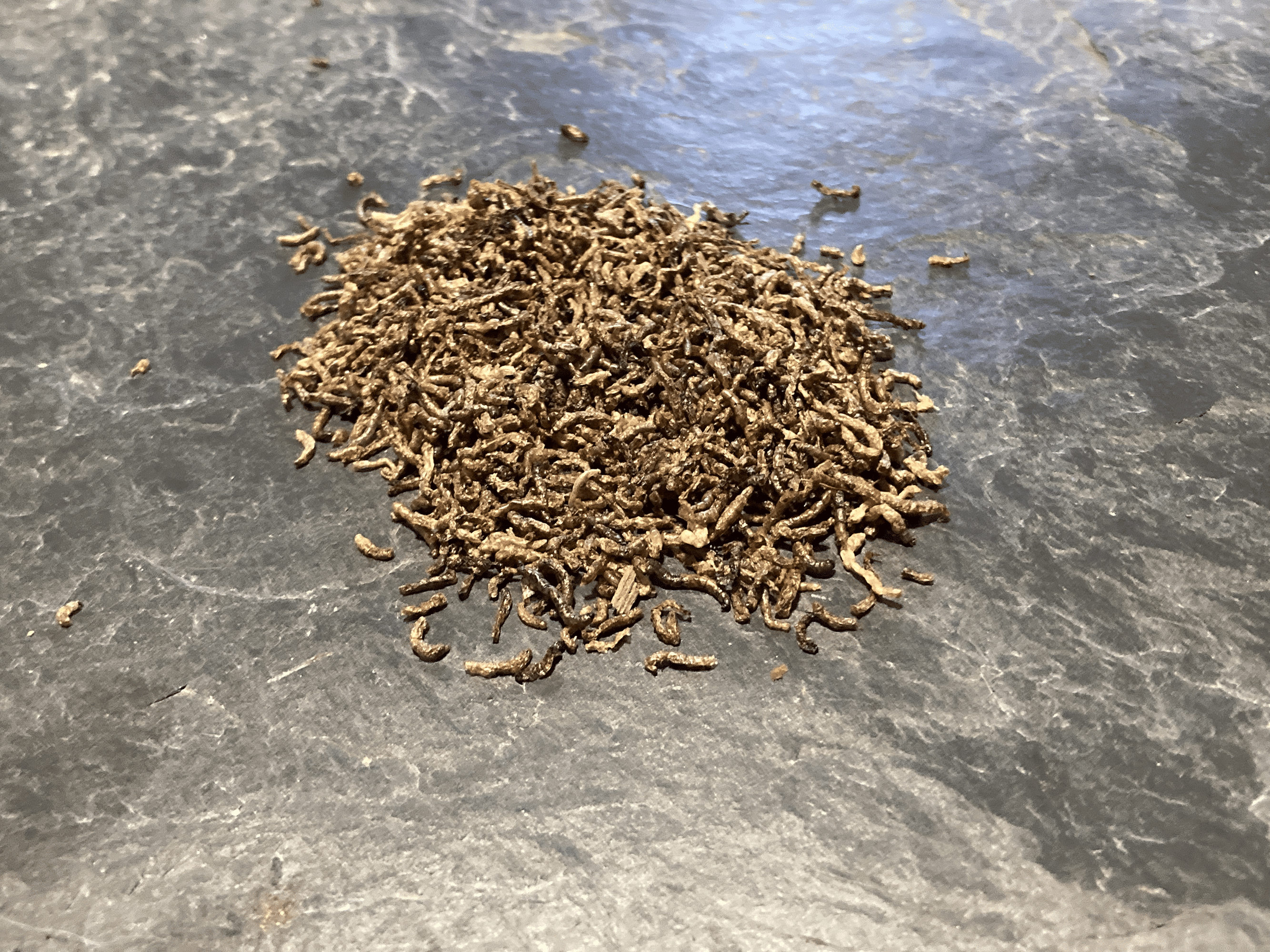 larvaroja DArt Bloodworm liofilizado - DiscusArt