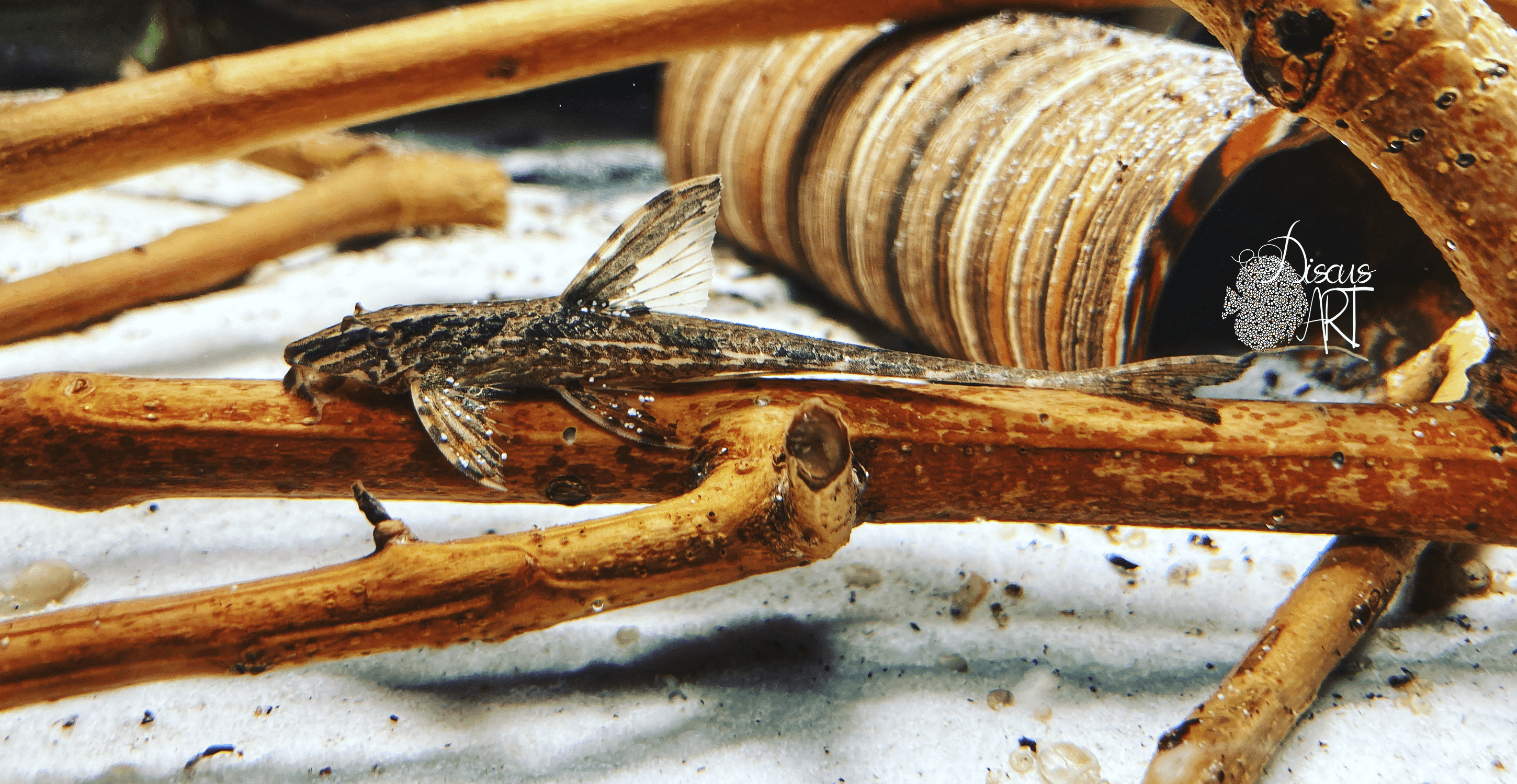 lanceolata Rineloricaria Lanceolata WF - DiscusArt